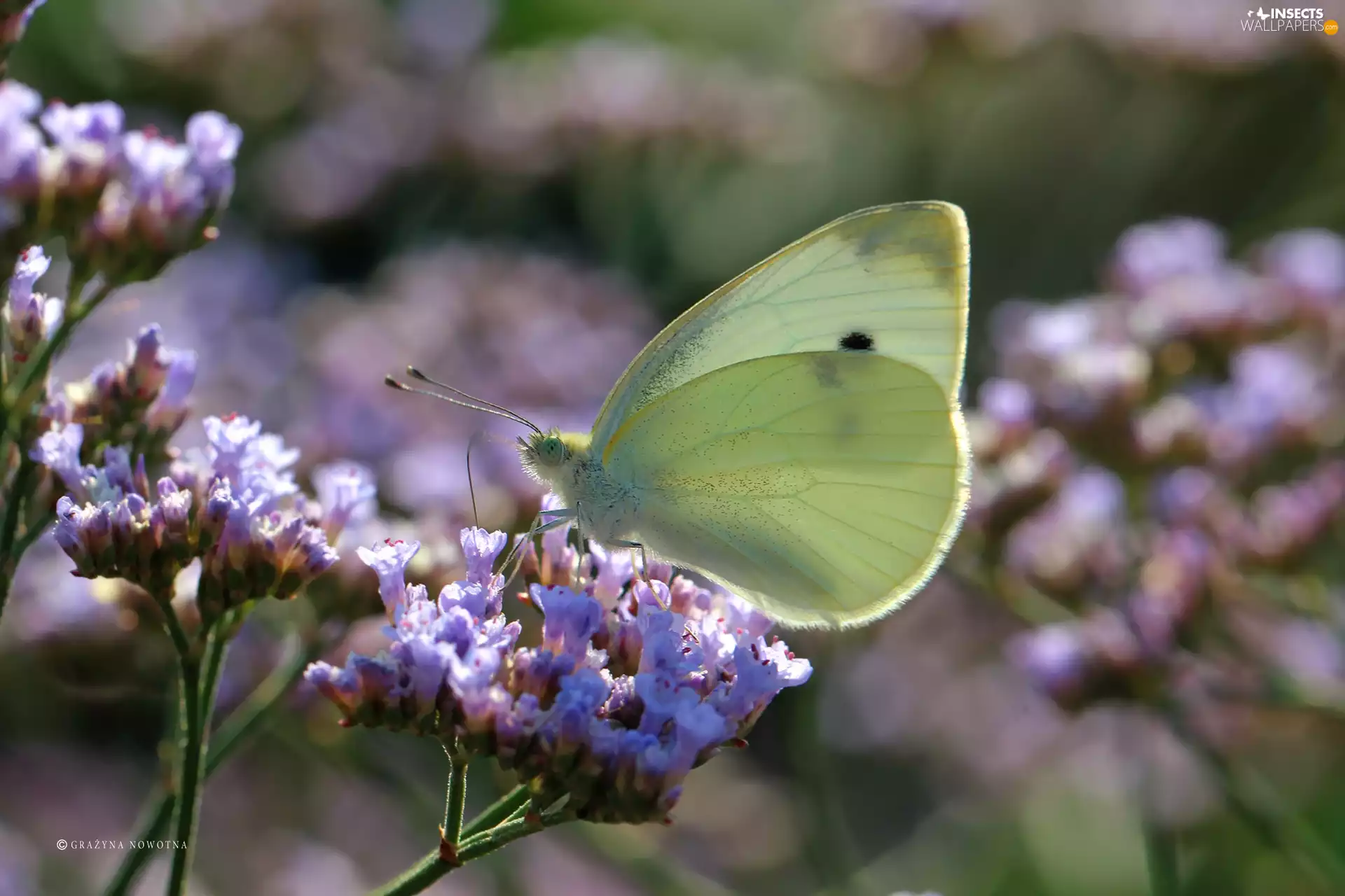 butterfly, Insect, Flowers, Cabbage