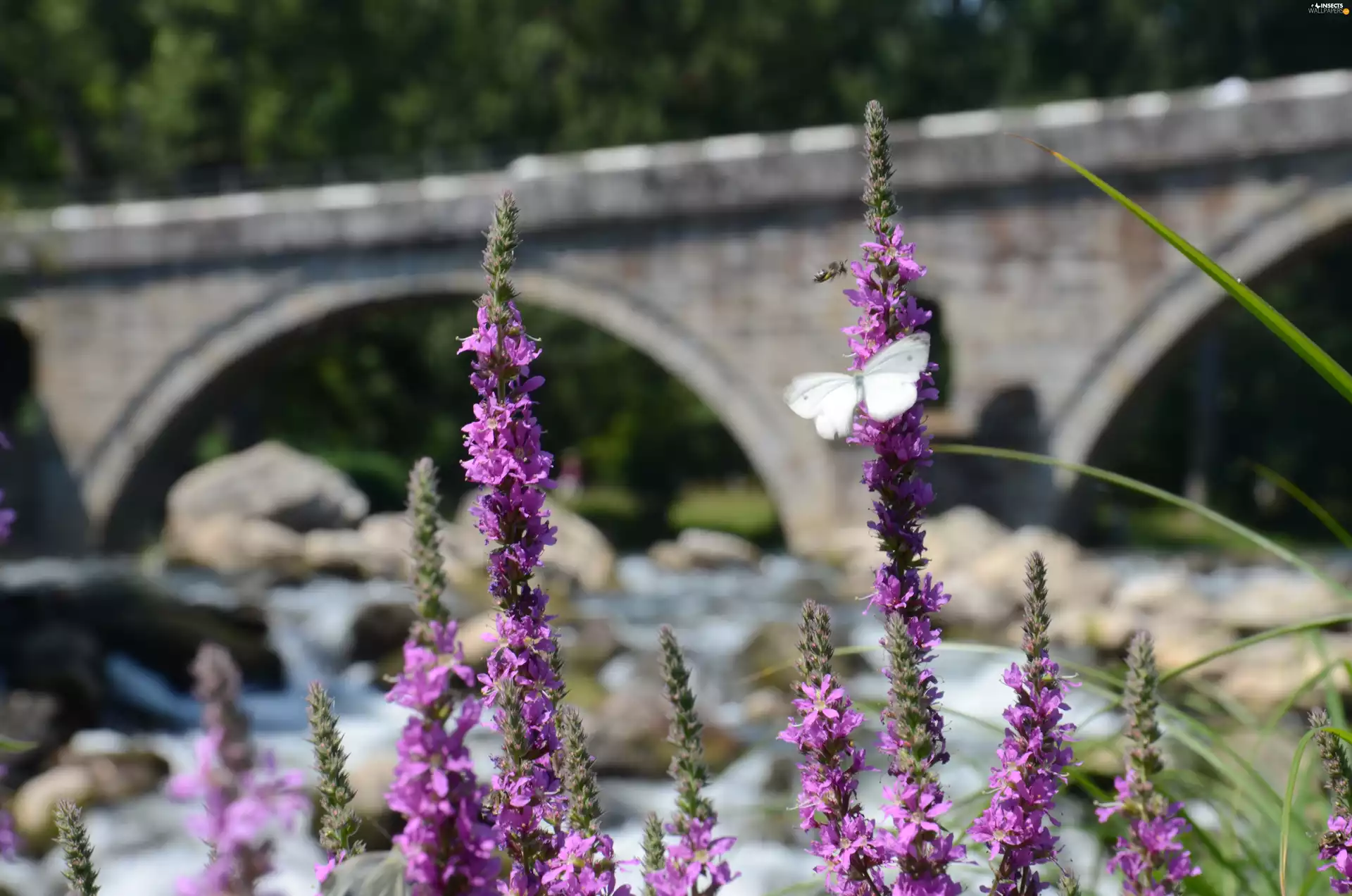 Cabbage, Flowers, butterfly