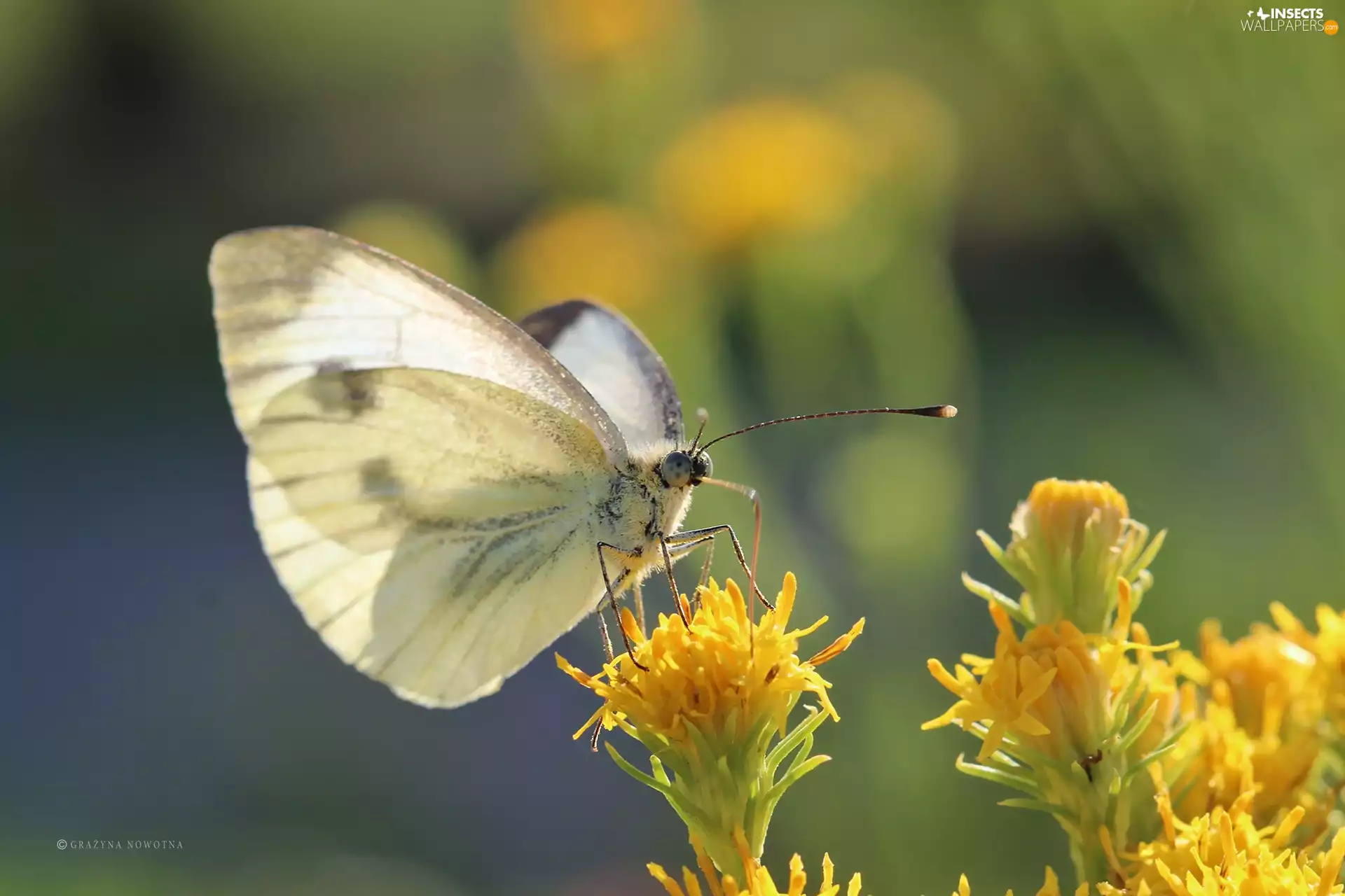 butterfly, White, Insect, Cabbage