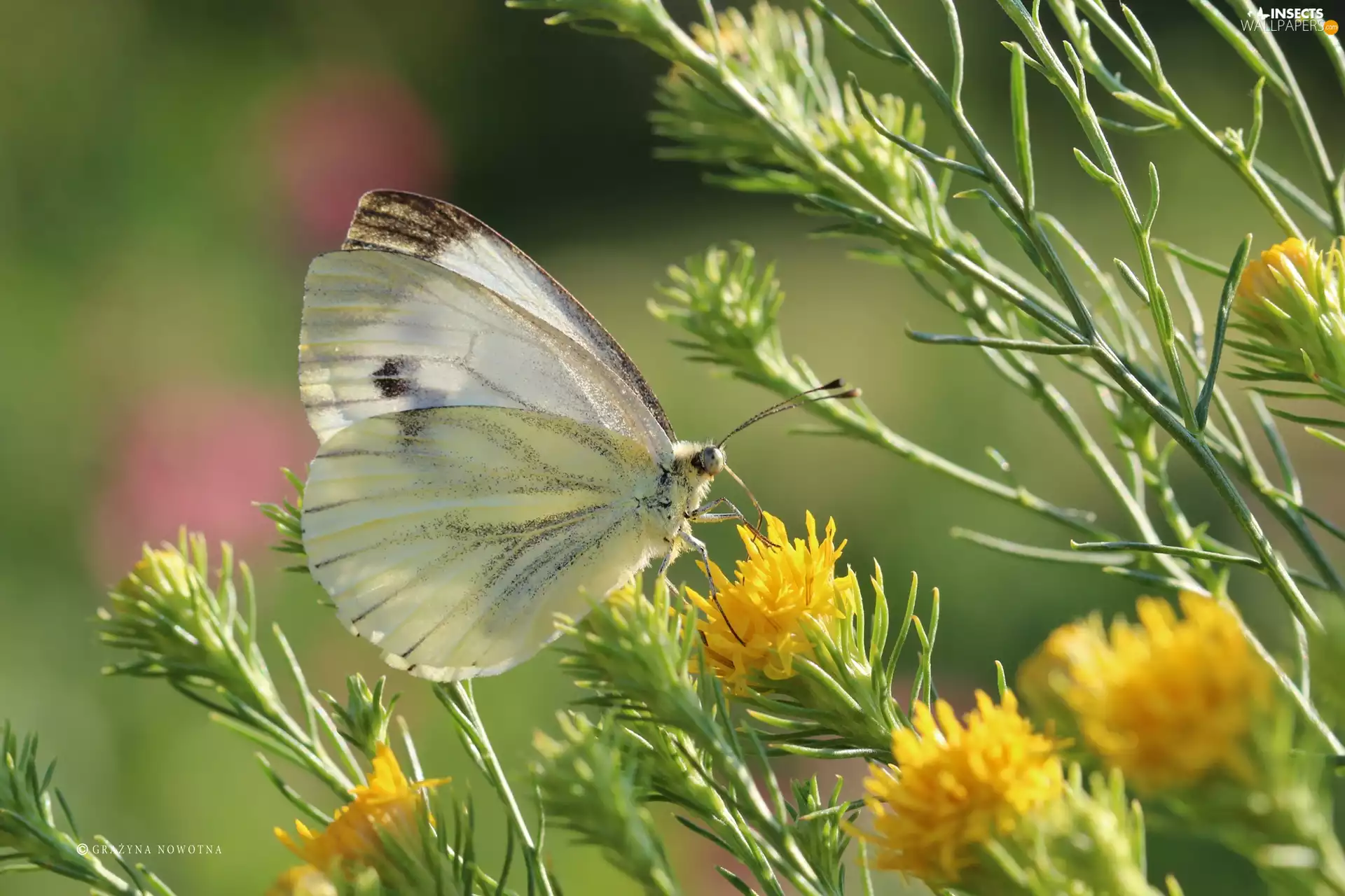 butterfly, White, Insect, Cabbage