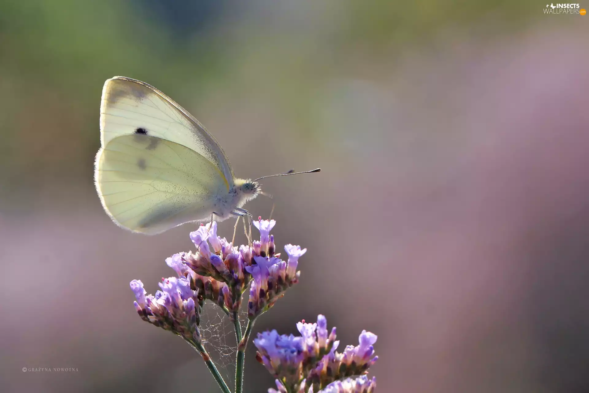 butterfly, White, Insect, Cabbage