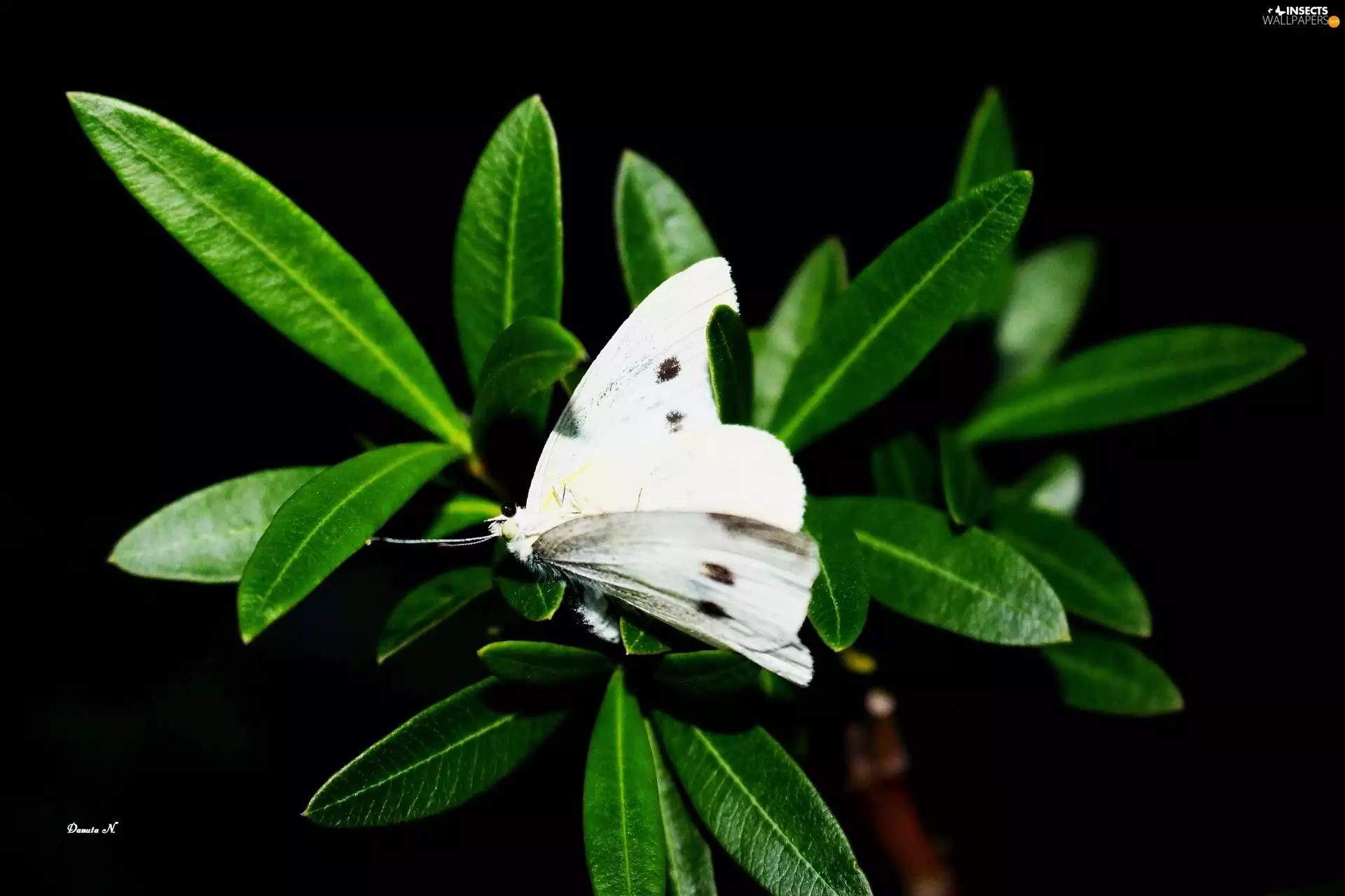 Cabbage, Leaf, butterfly