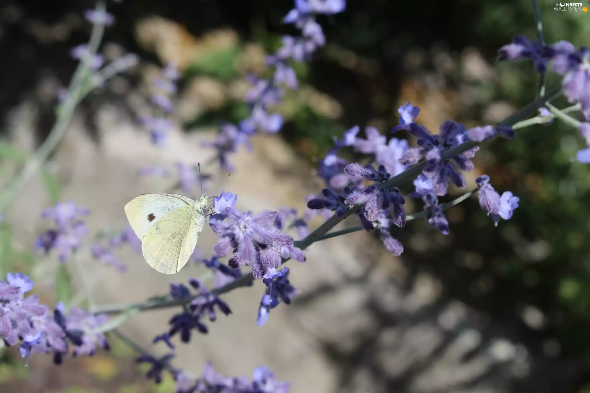 butterfly, Flowers, purple, Cabbage