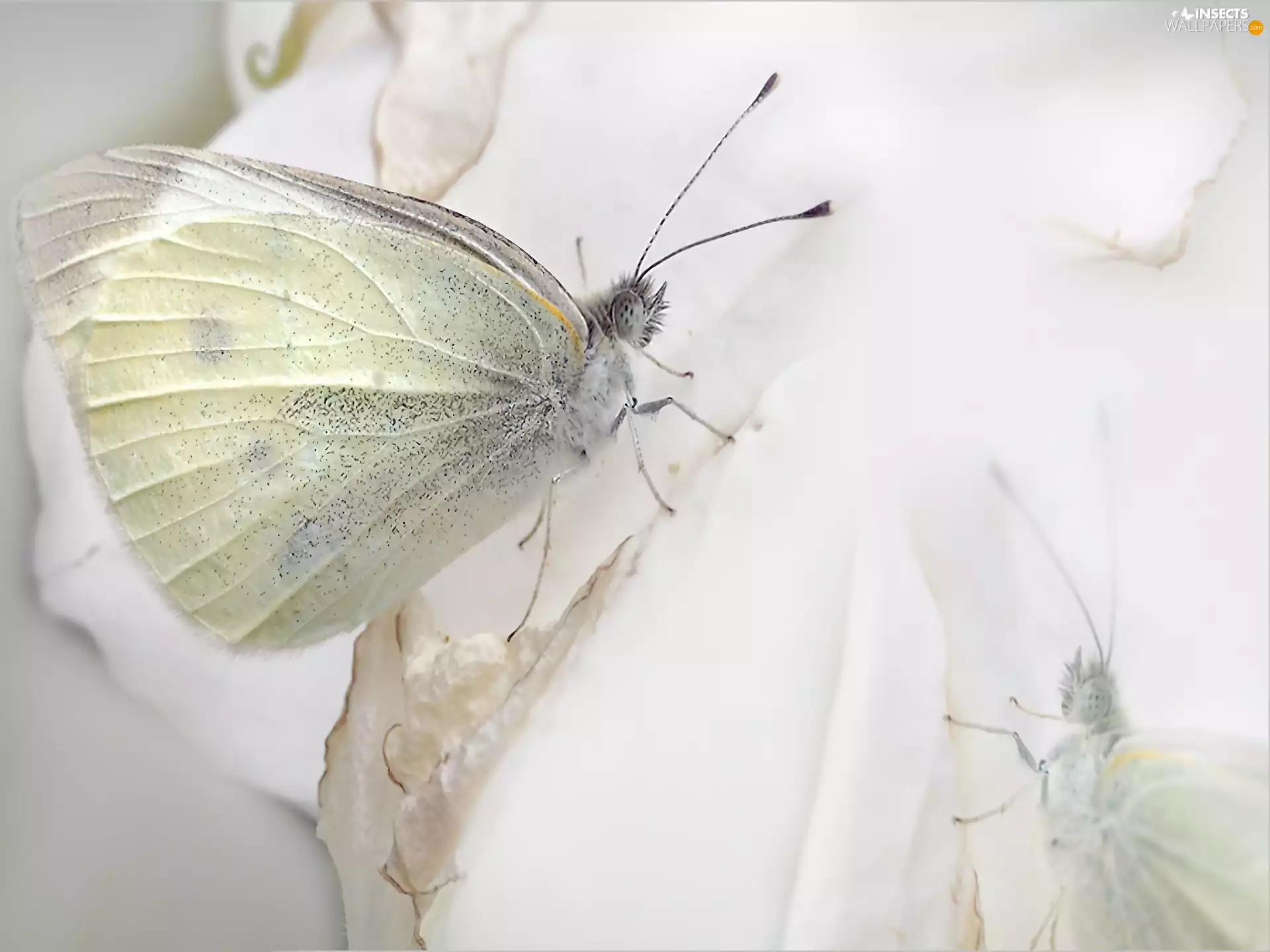Cabbage, White, butterfly
