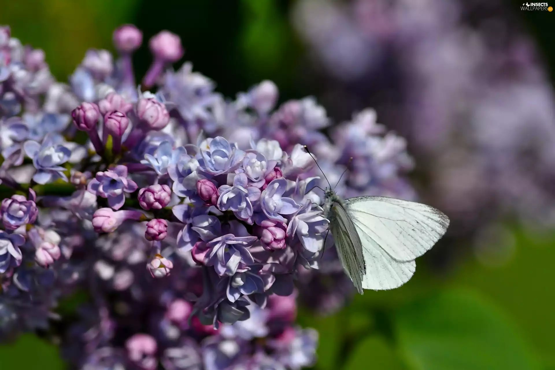 Cabbage, without, butterfly