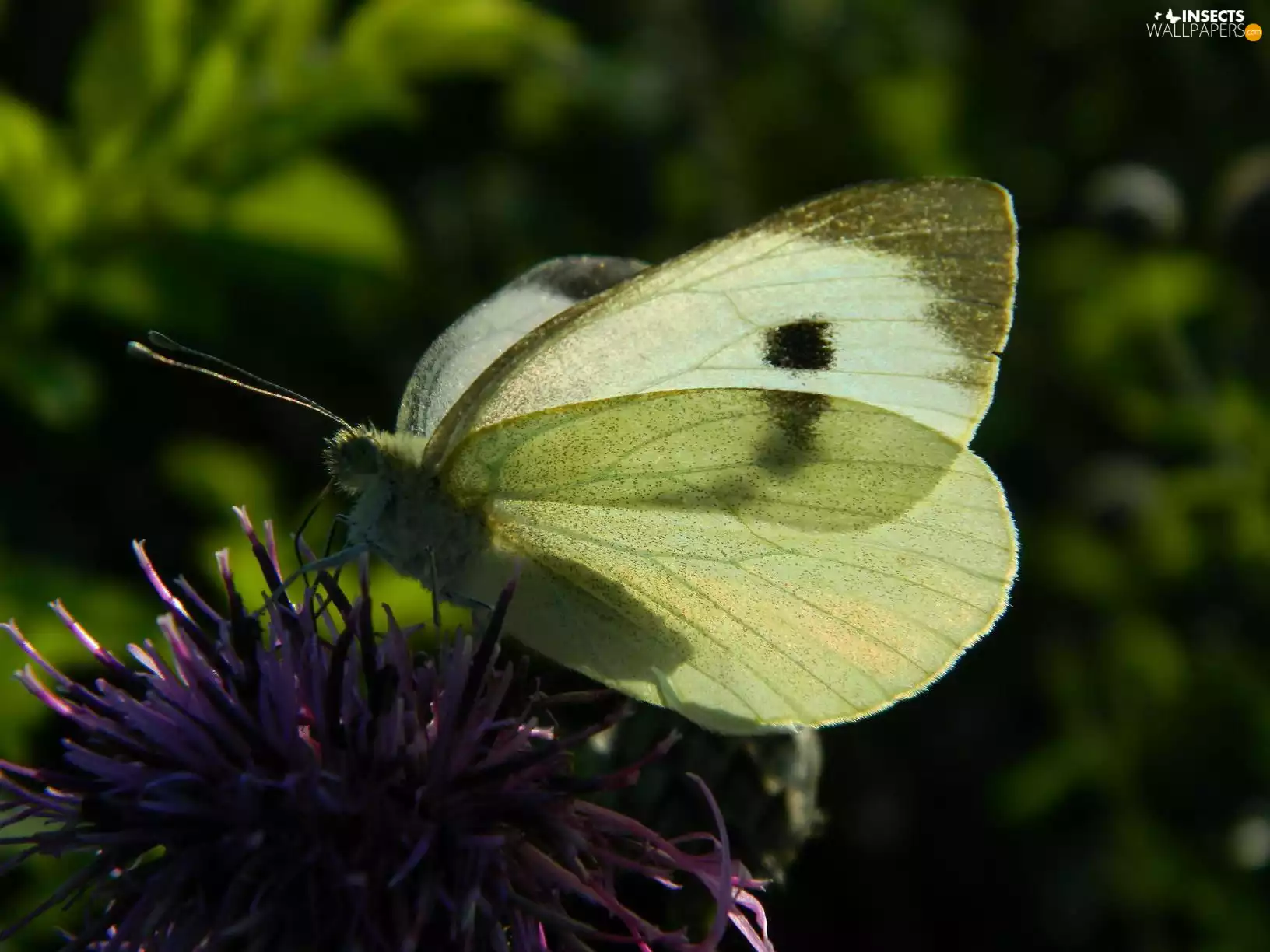 Colourfull Flowers, butterfly, Cabbage