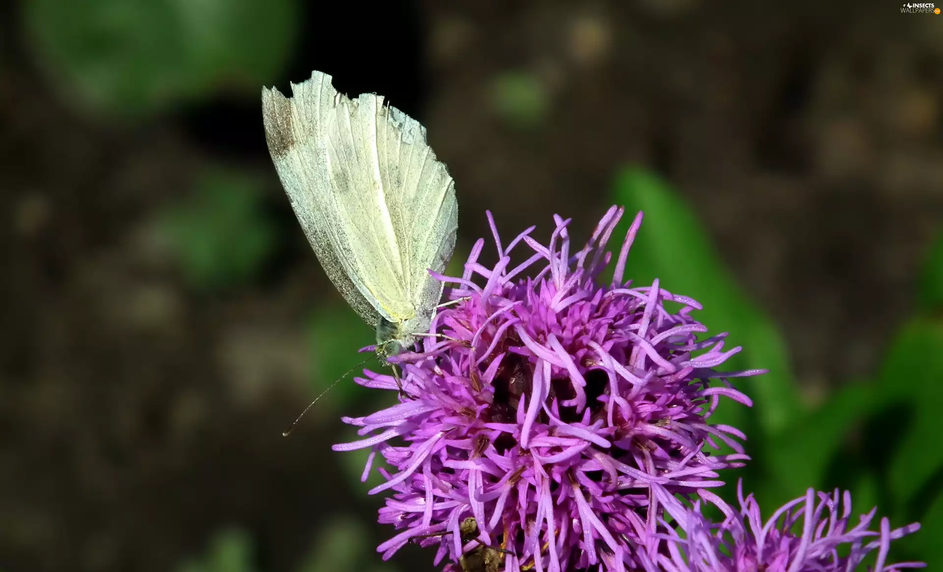 Colourfull Flowers, butterfly, Cabbage