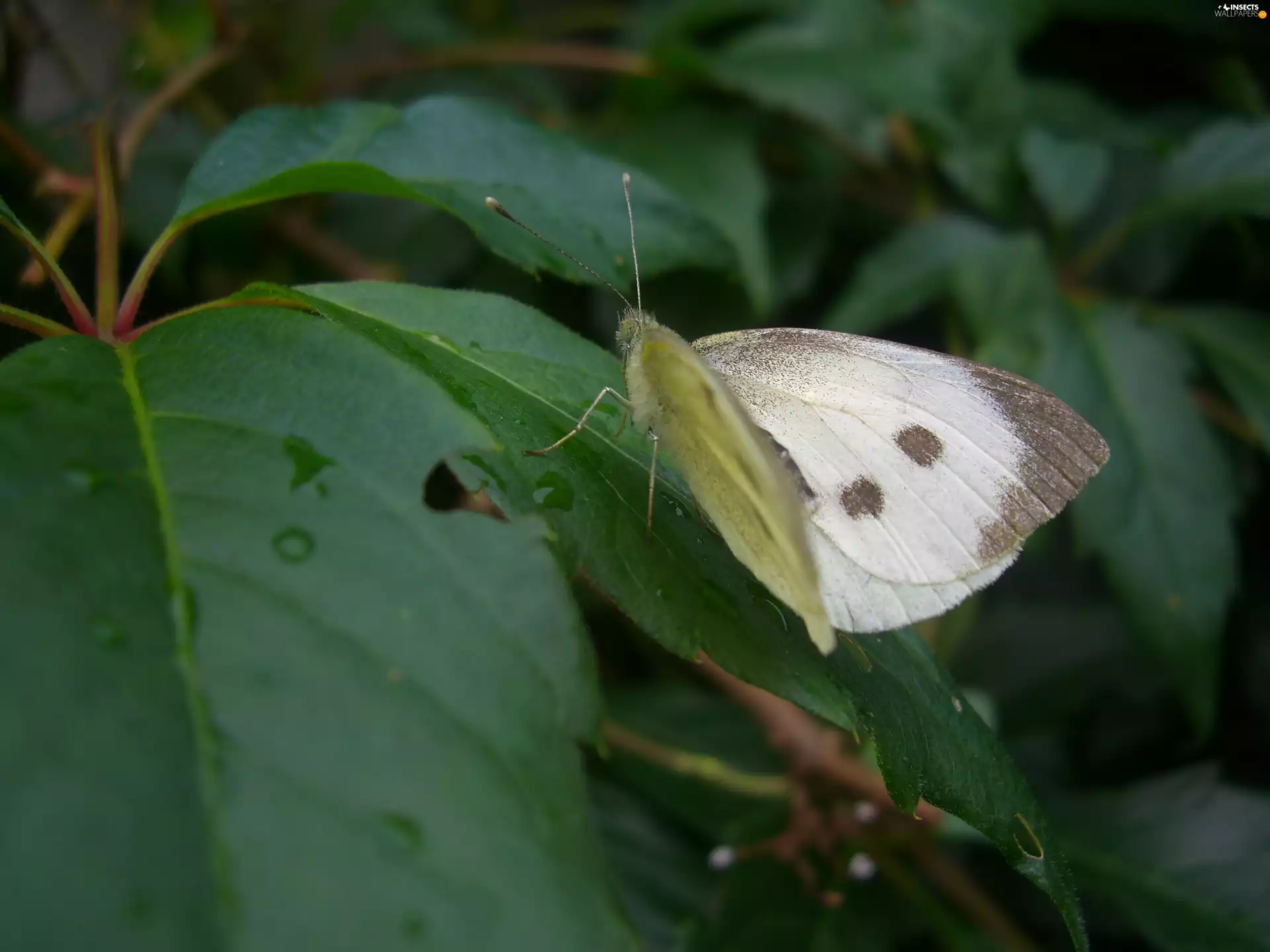 Virginia Creeper, Leaf, Cabbage Butterfly, butterfly, Cabbage