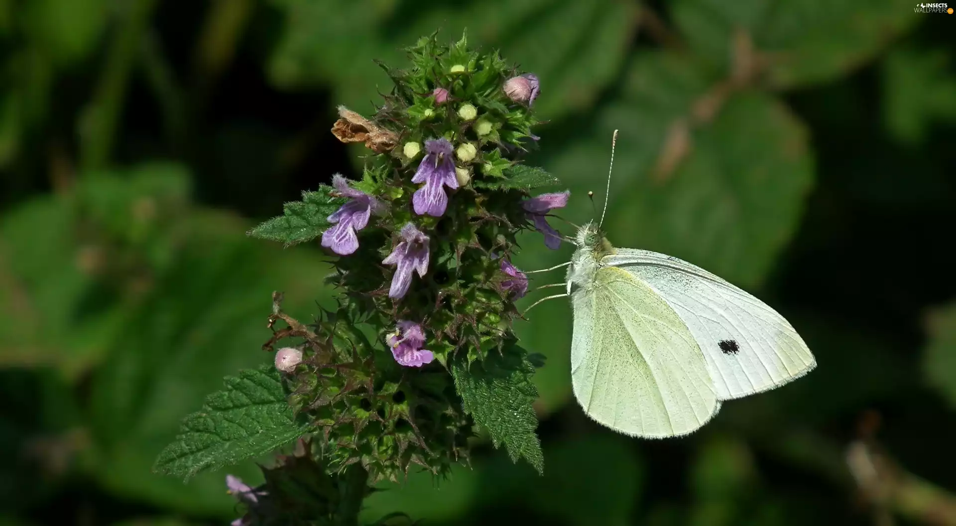 Dead-nettle, nettle, Cabbage, Colourfull Flowers, butterfly