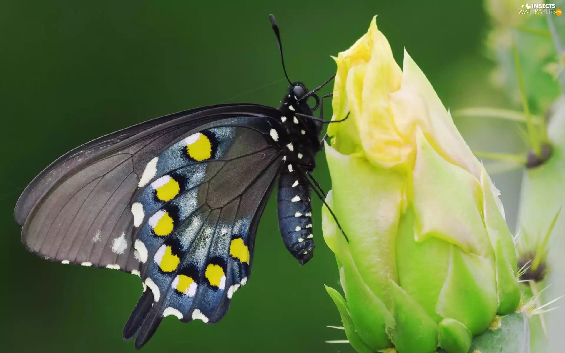 Black, Cactus, Colourfull Flowers, butterfly
