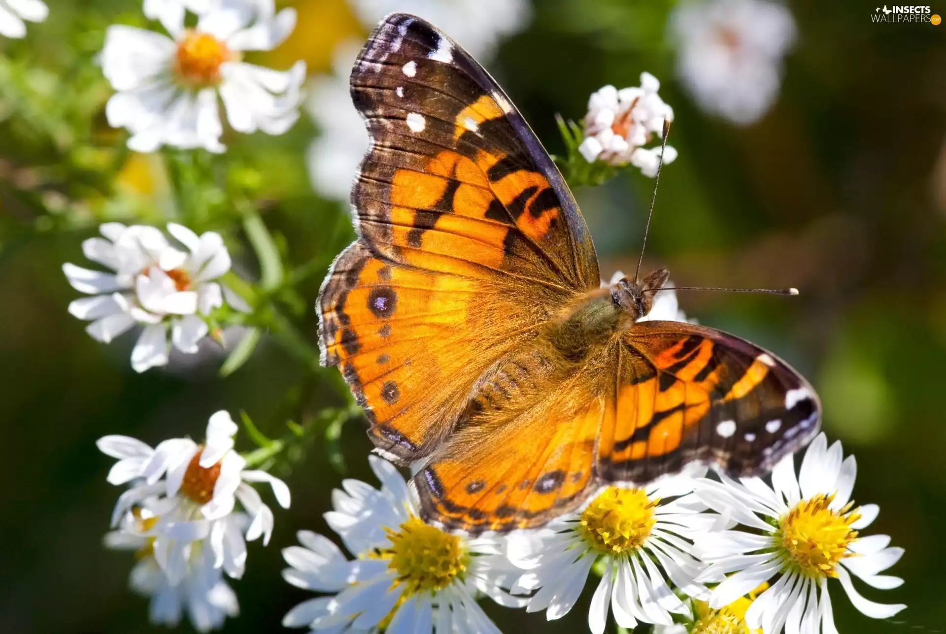camomiles, color, butterfly