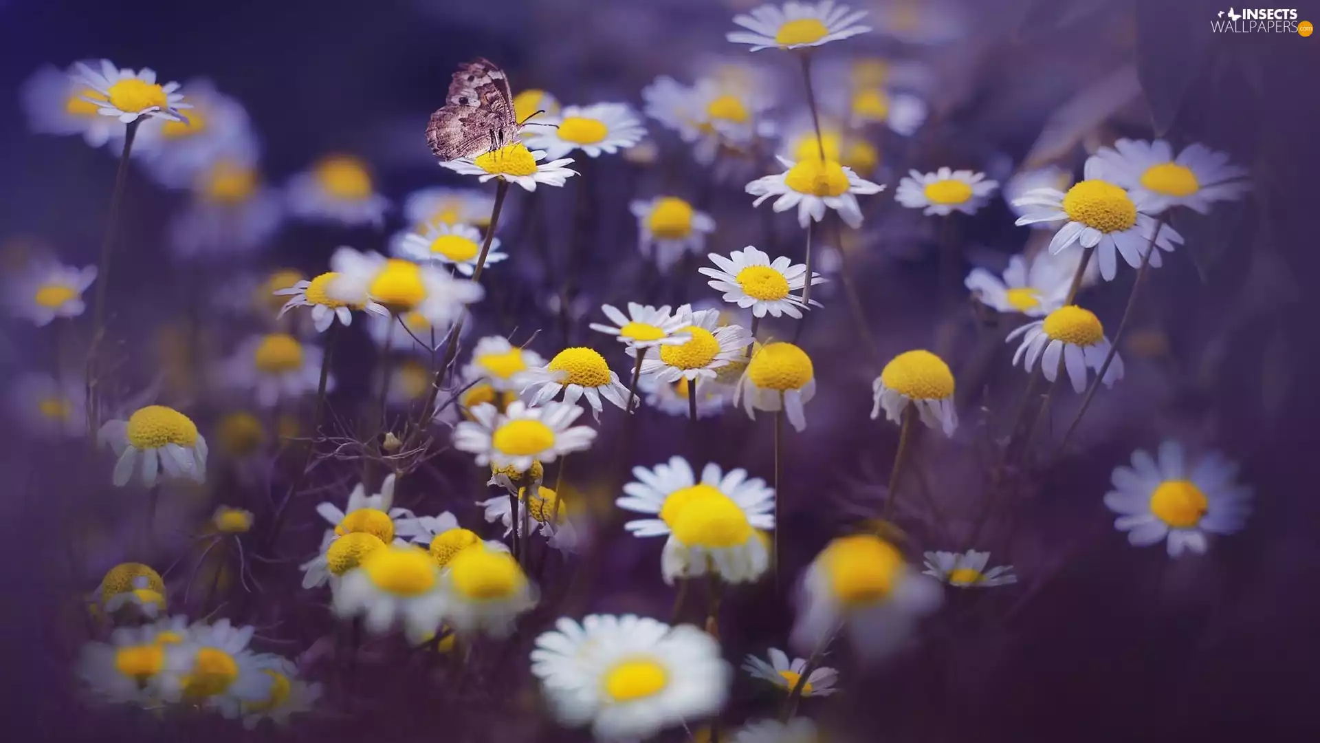 Flowers, butterfly, blur, camomiles