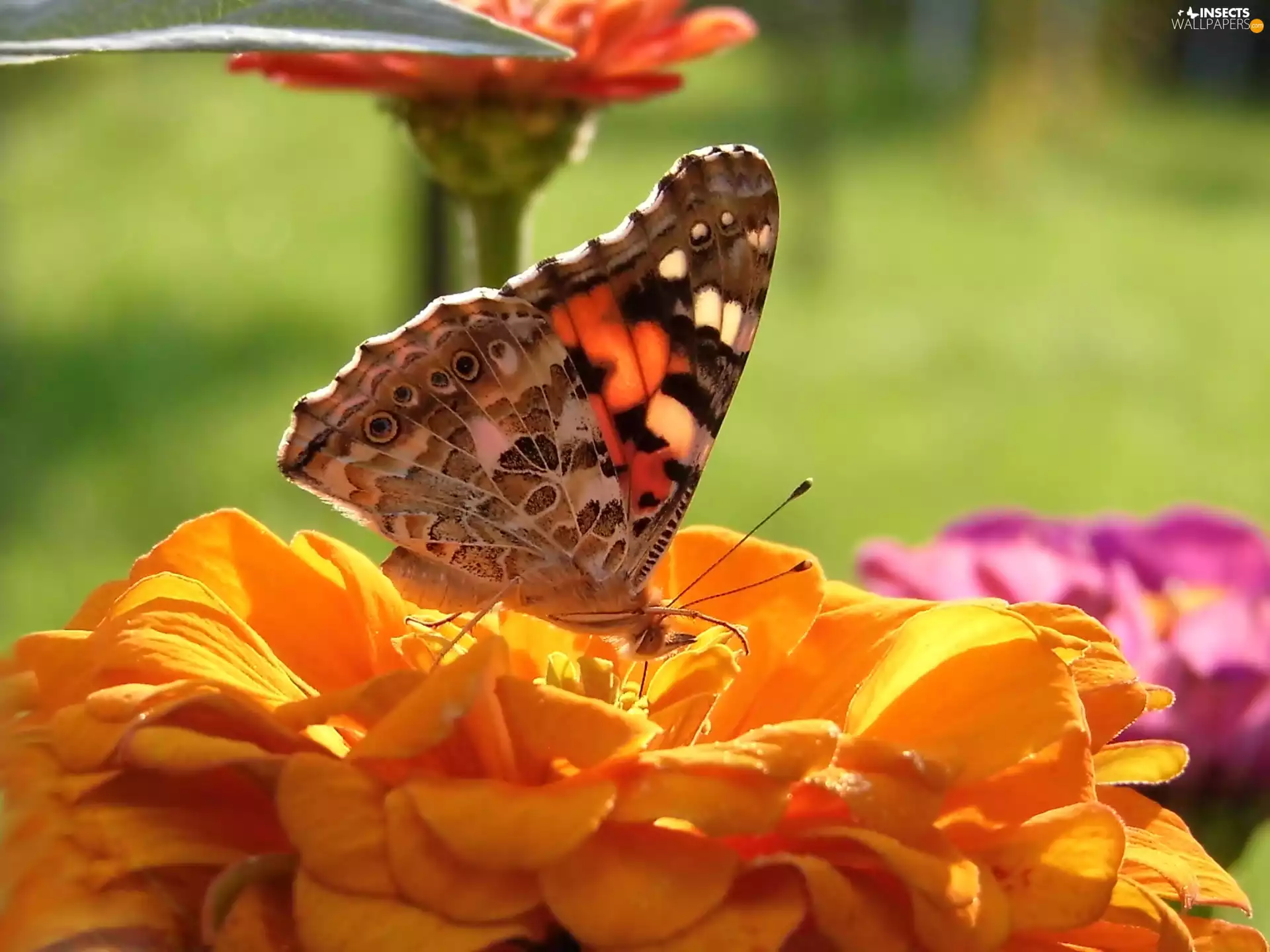 butterfly, Cardui, Colourfull Flowers, undine