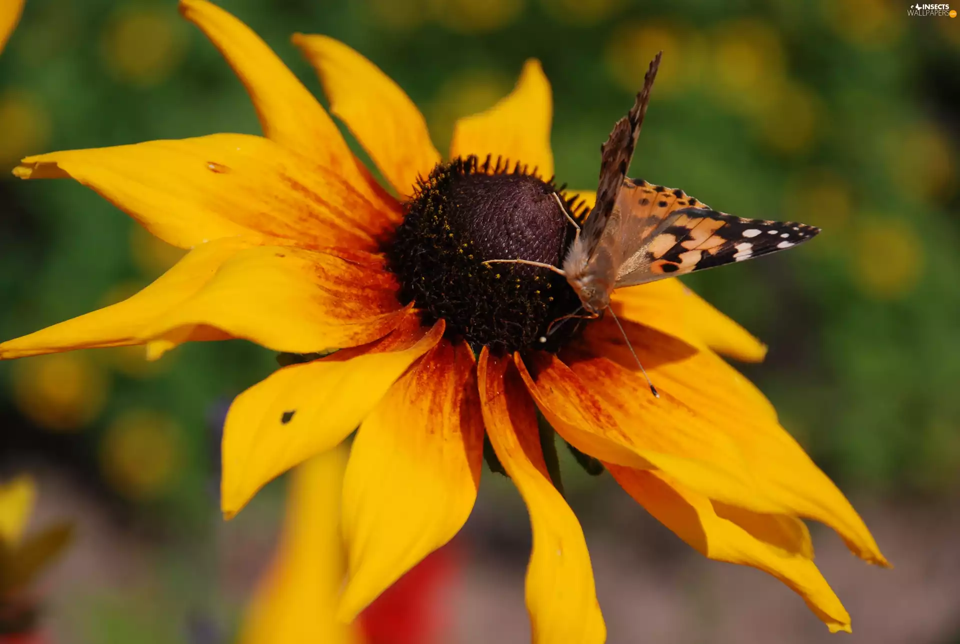 undine, Cardui, titmouse, butterfly, Rudbeckia