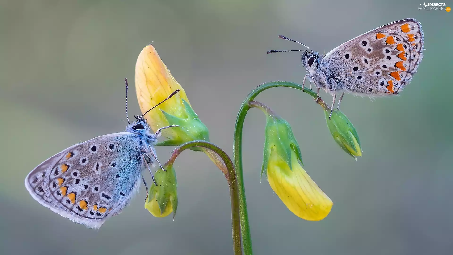 Yellow, Flowers, butterflies, Common blue butterfly, Two cars