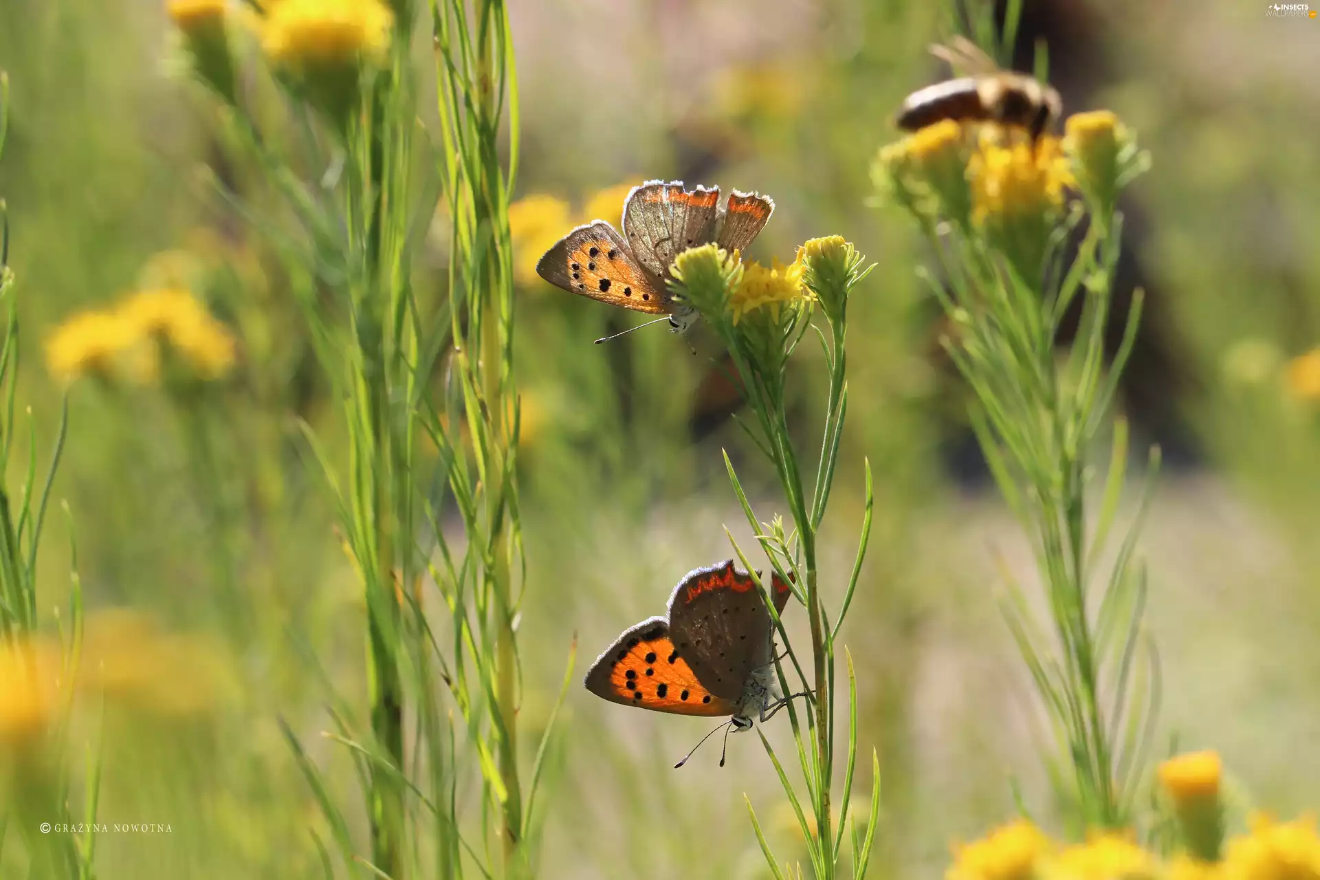 Two cars, Lycaena, insects, butterflies