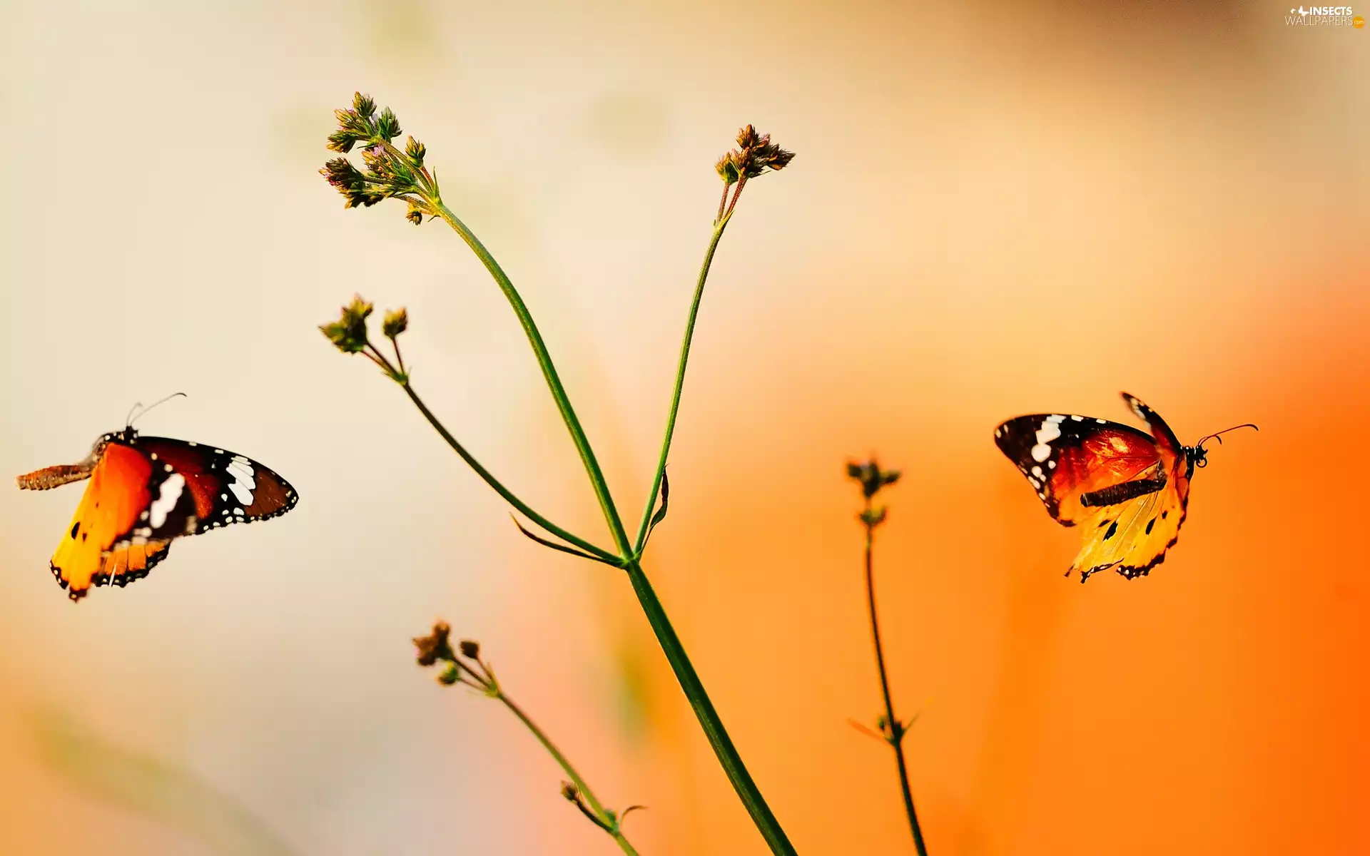 Two cars, Orange, color, butterflies