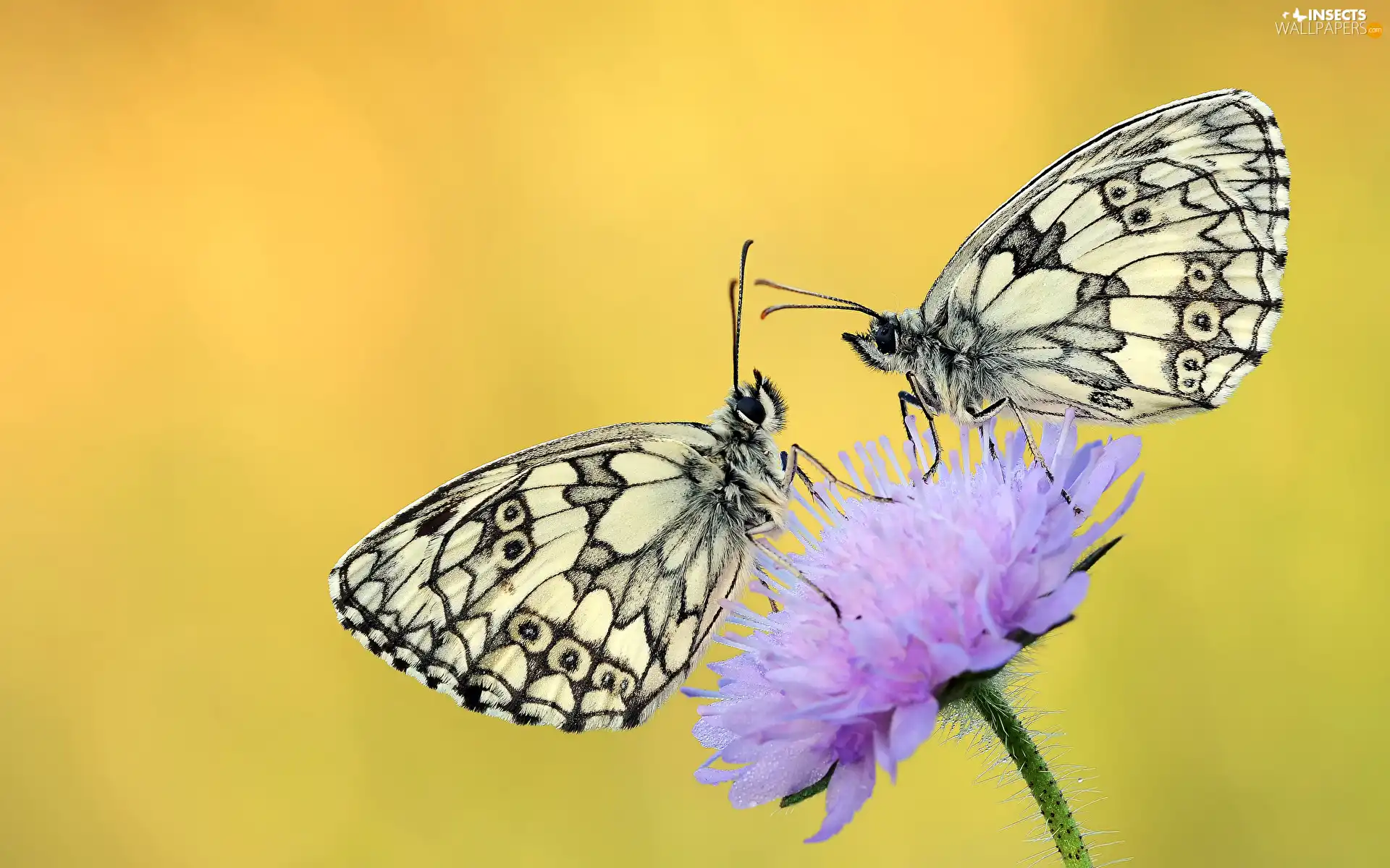 Colourfull Flowers, stalk, butterflies, marbled chessboard, Two cars