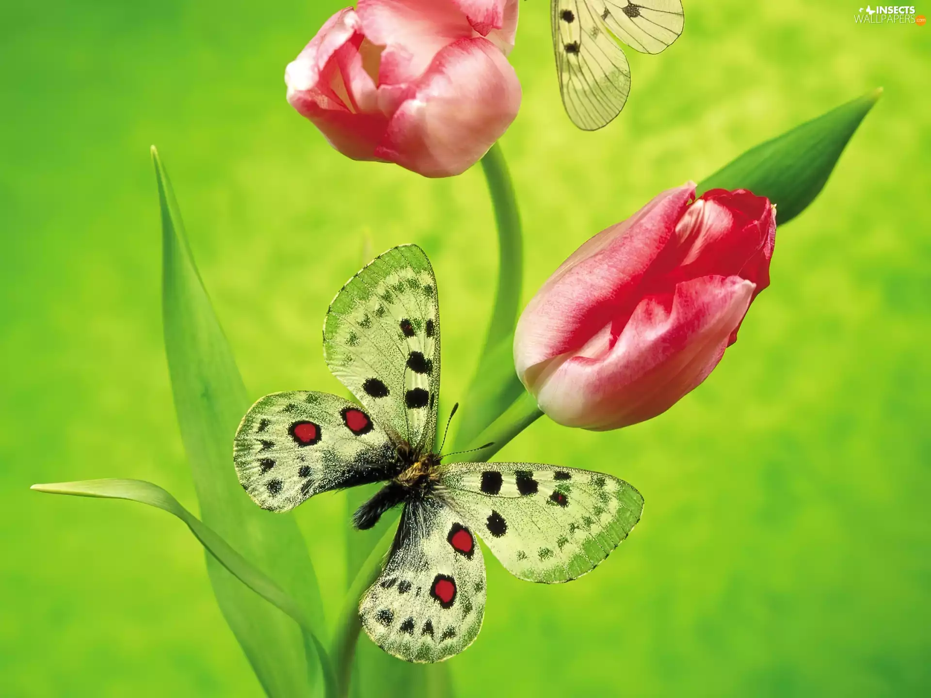 Two cars, Tulips, butterfly, Red