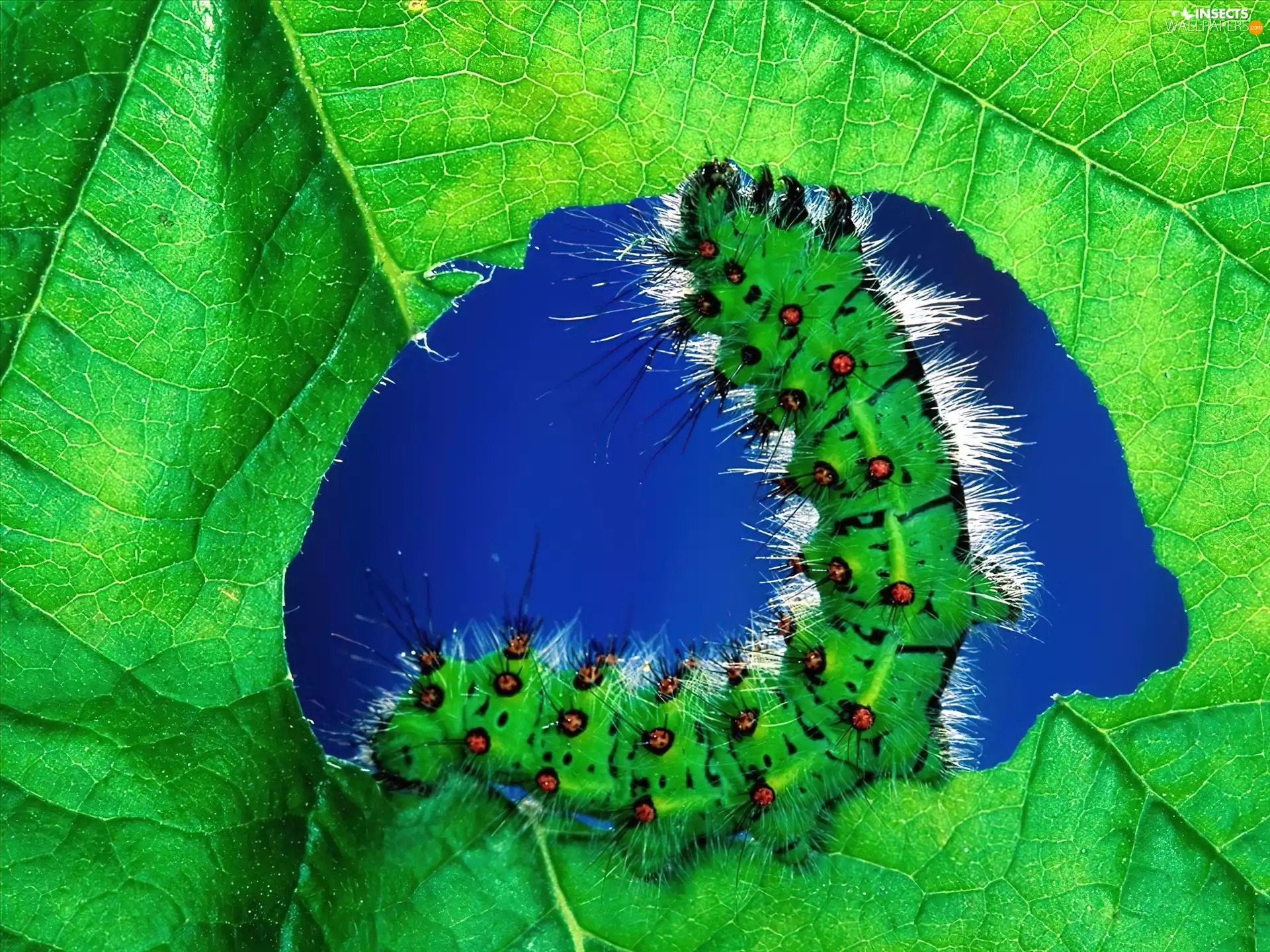 caterpillar, leaf