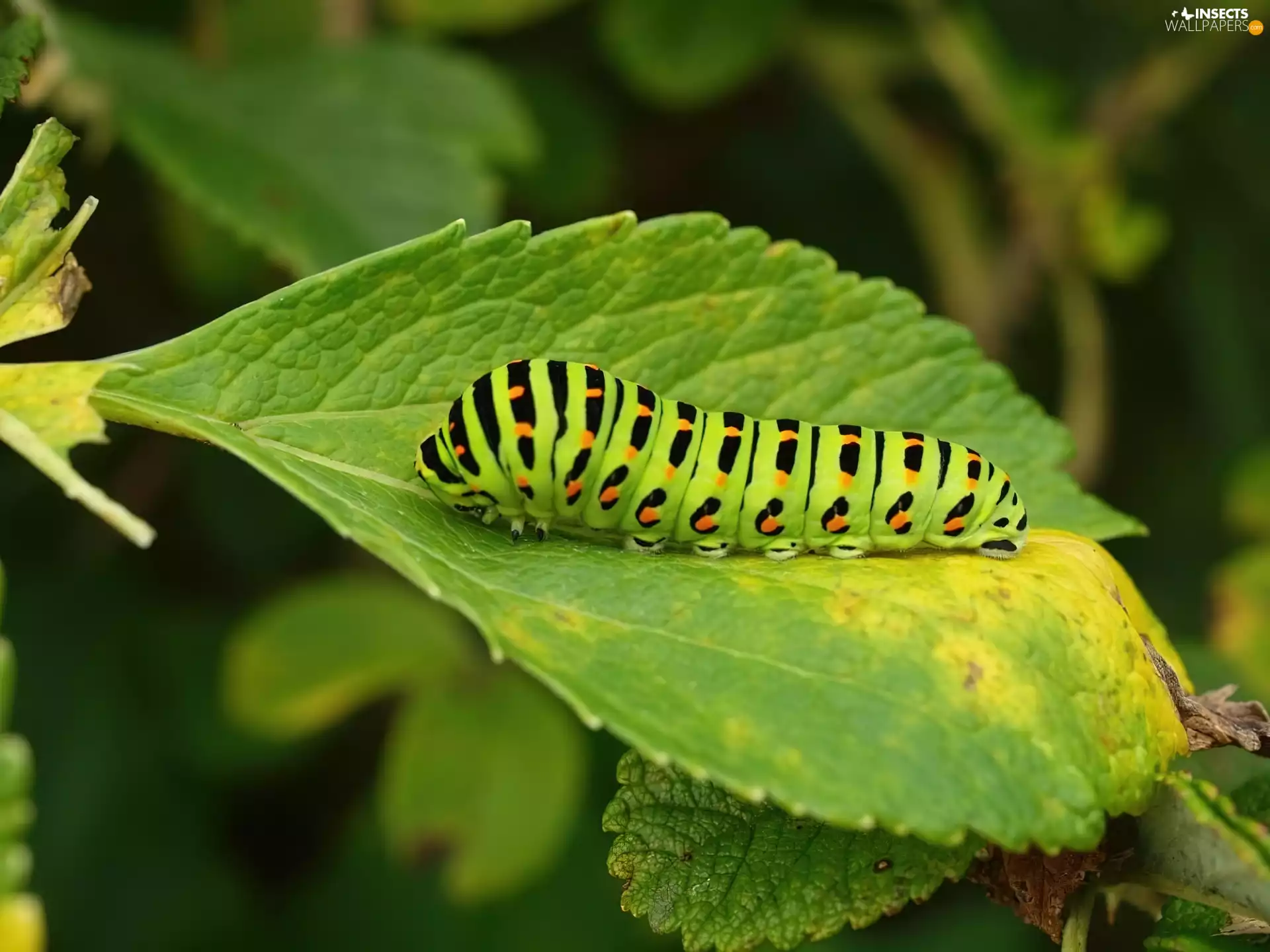 caterpillar, leaf