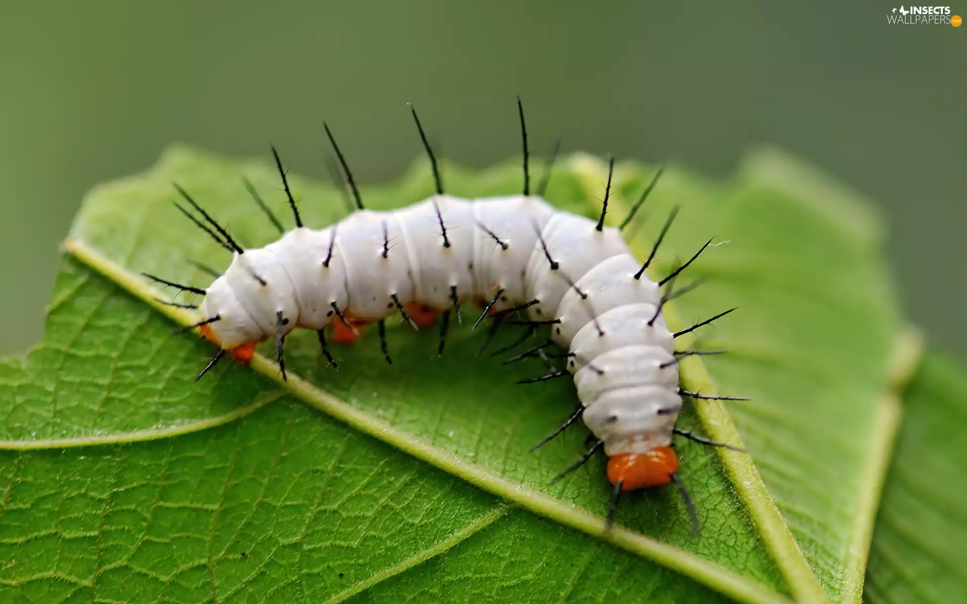 caterpillar, leaf