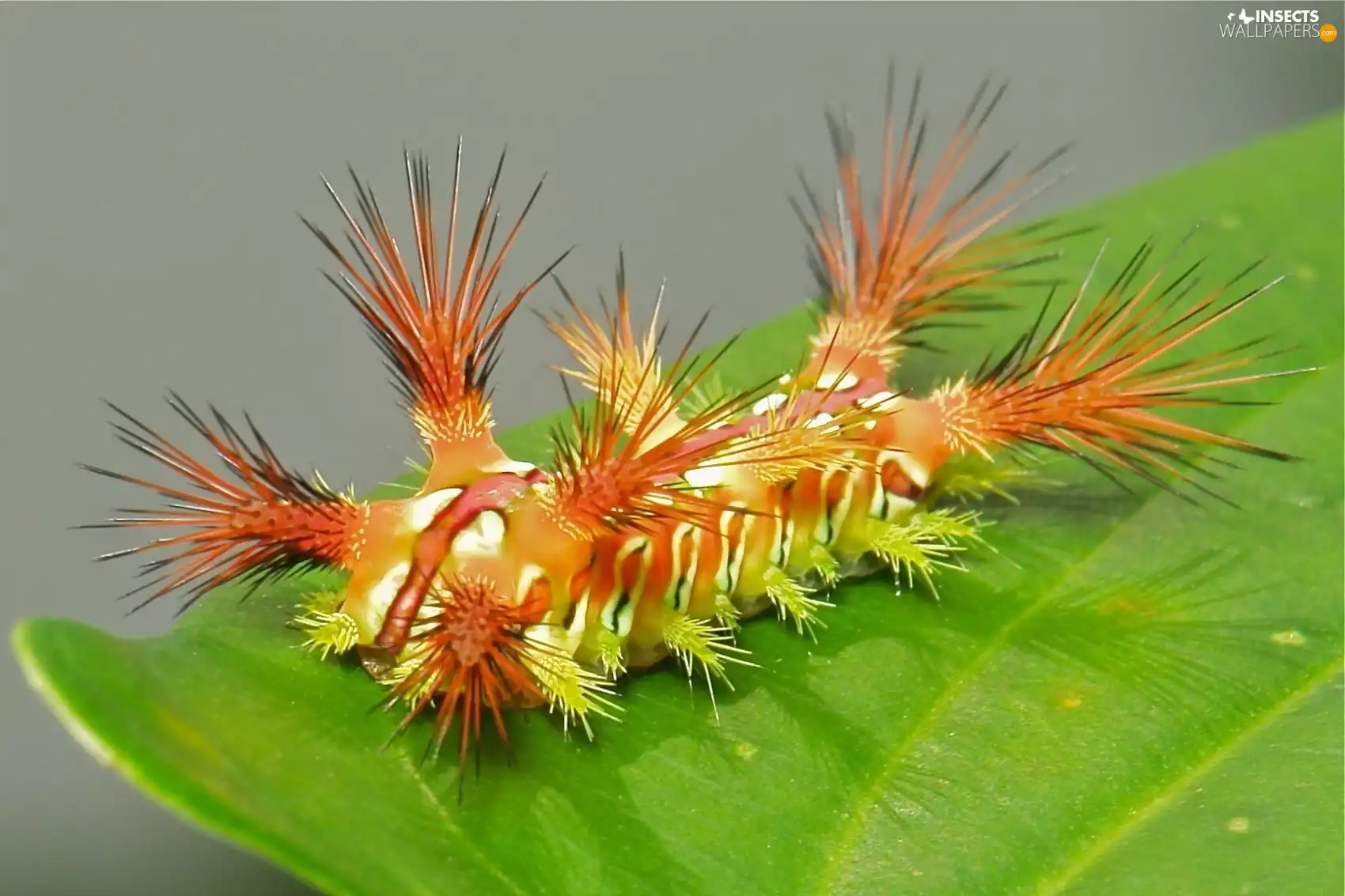 Orange, Green, leaf, caterpillar
