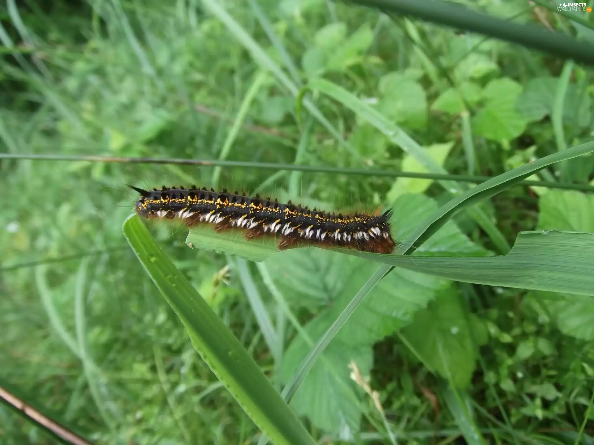 preying, Leaf, grass, caterpillar