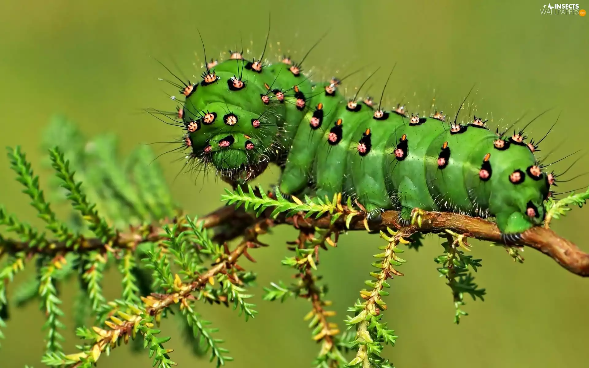 caterpillar, twig