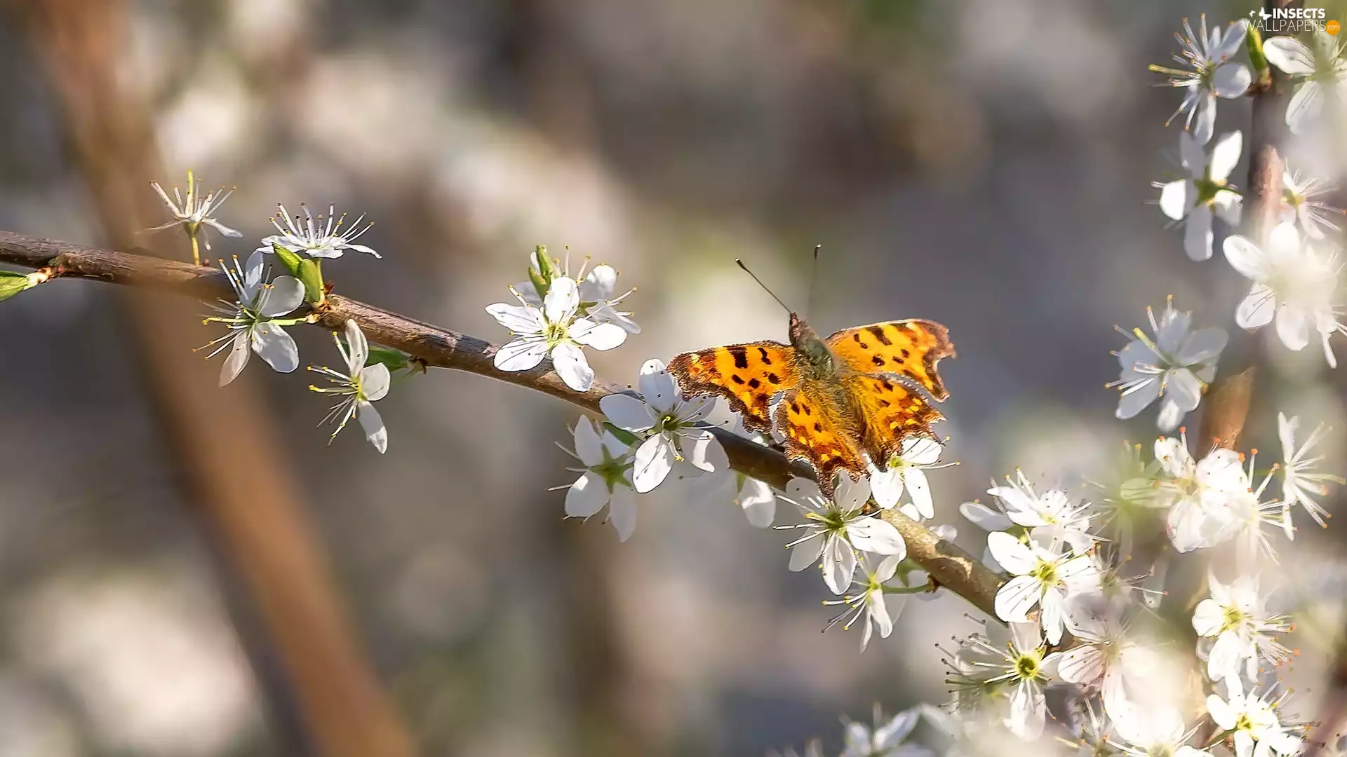 White, Flowers, Mermaid Ceik, Twigs, butterfly