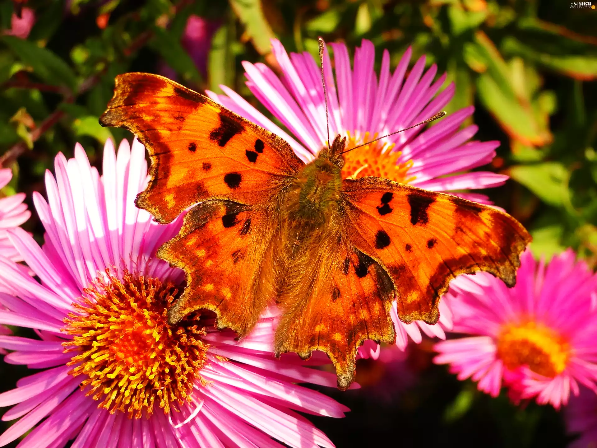 Flowers, butterfly, Mermaid Ceik