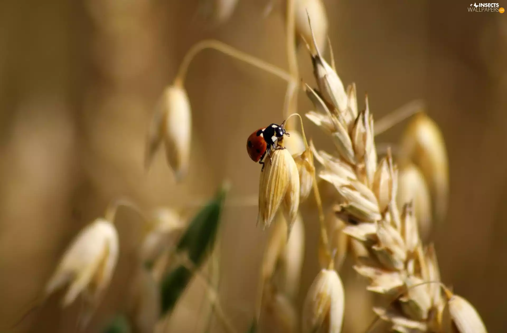 cereals, ladybird, ear