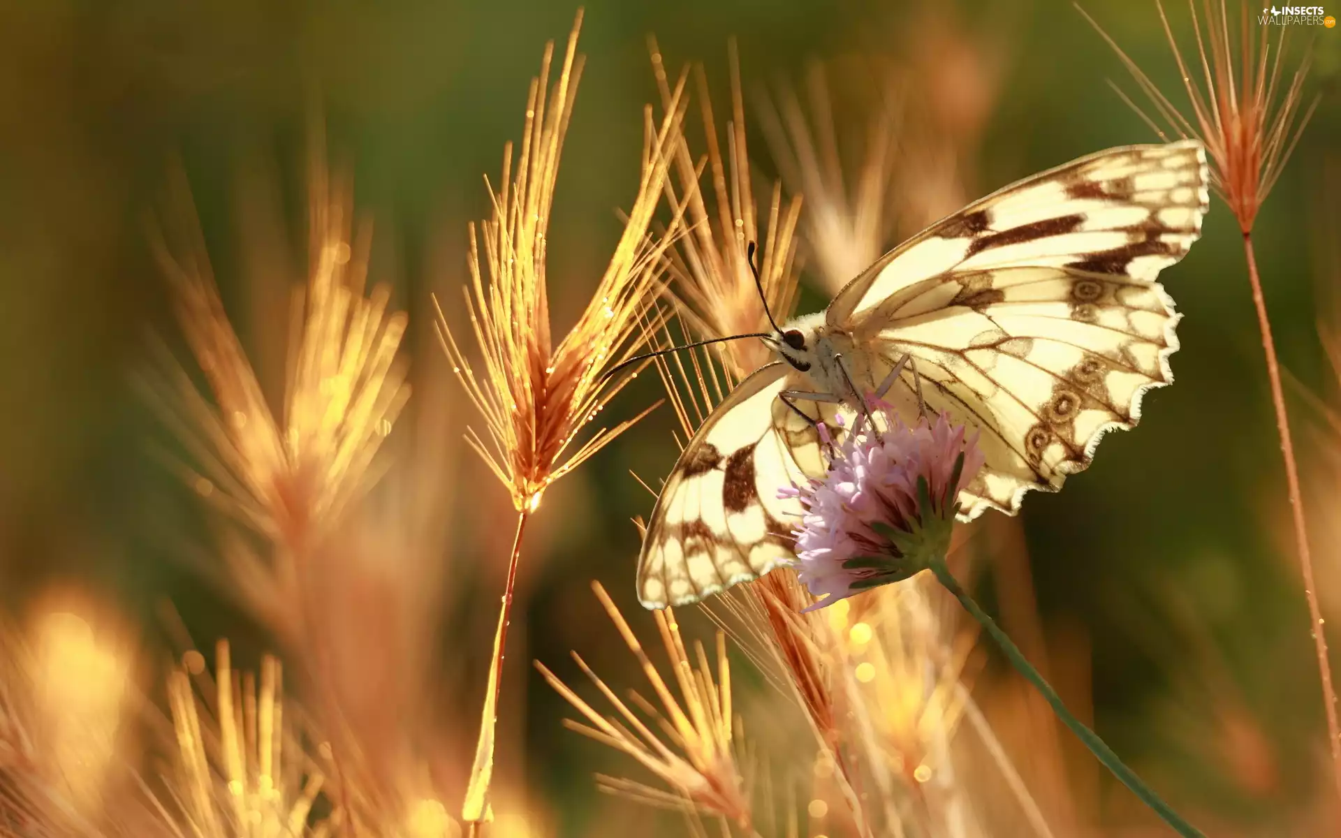 cereals, butterfly, Ears