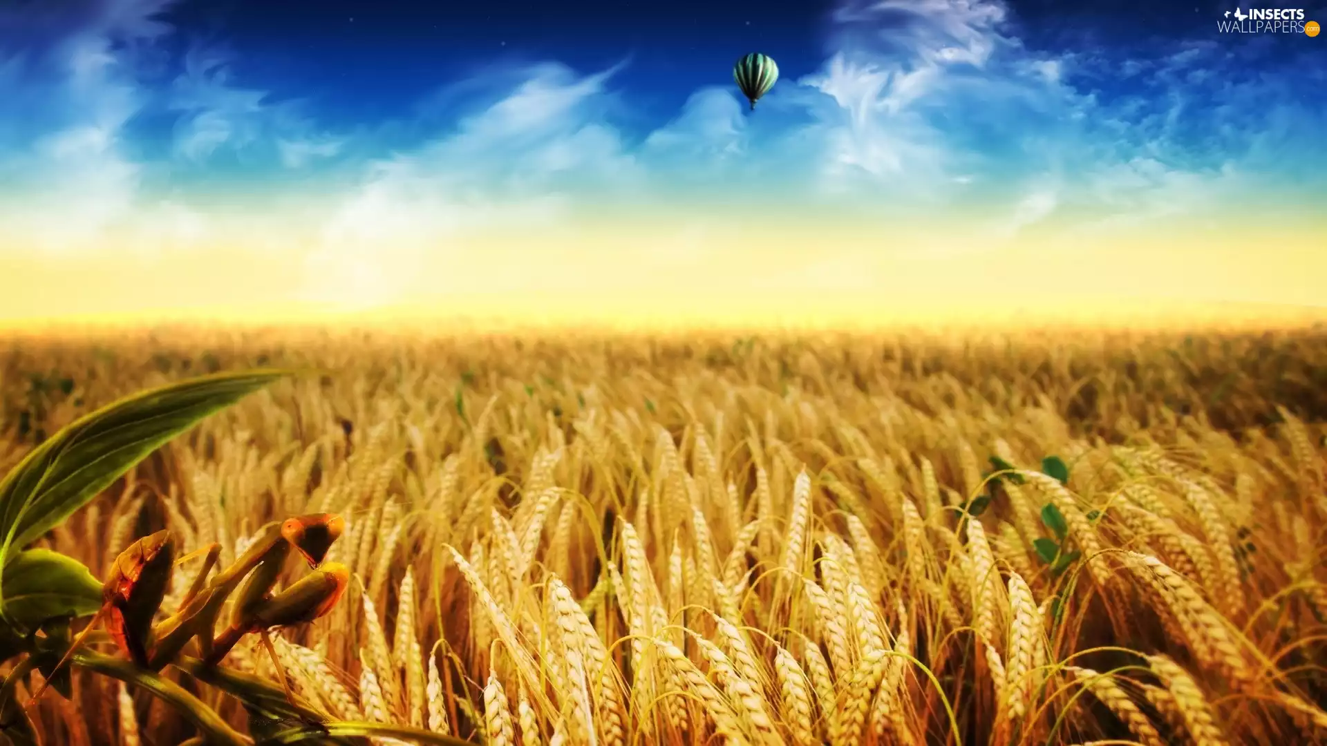 Field, Balloon, mantis, cereals