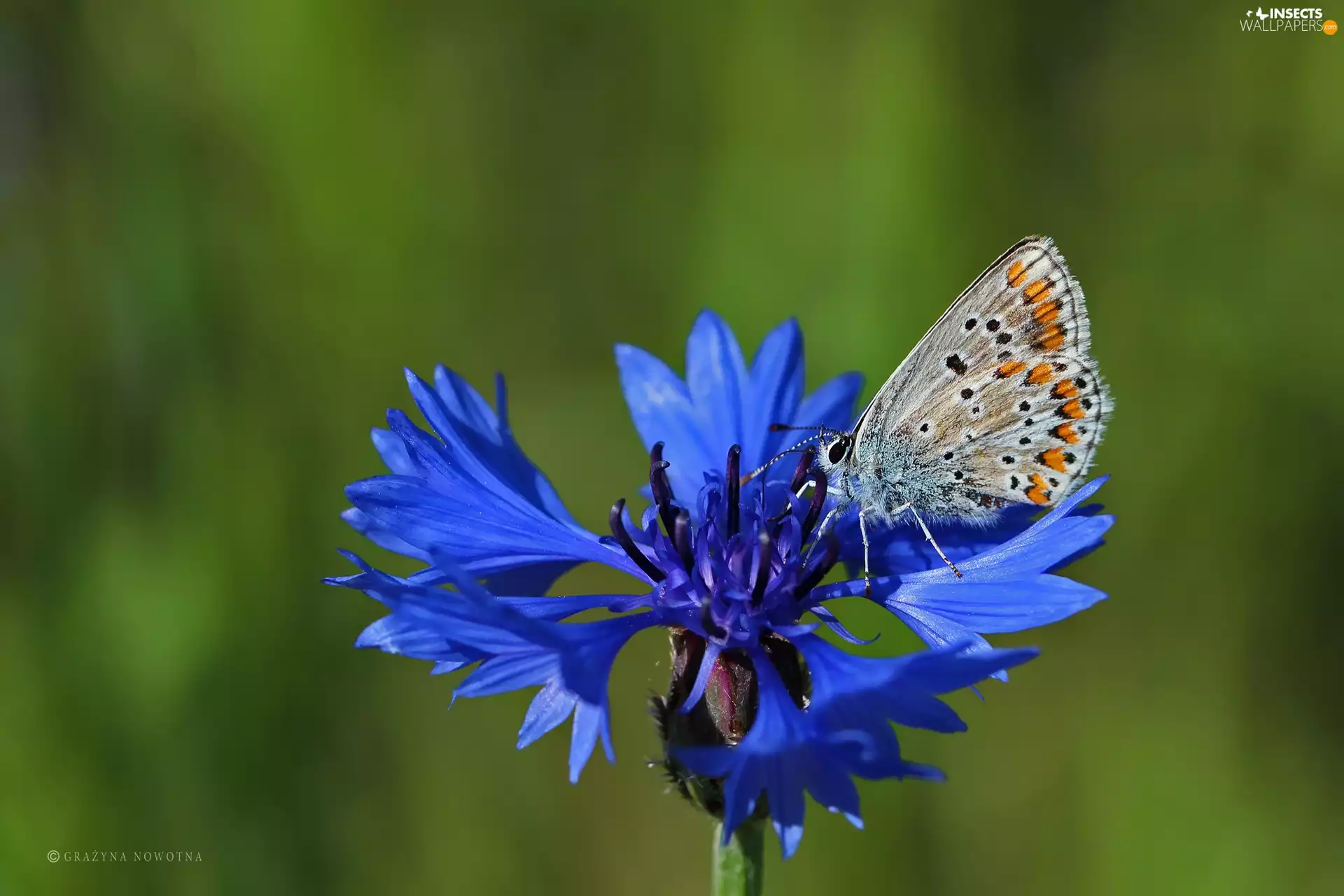Chaber, butterfly, Dusky