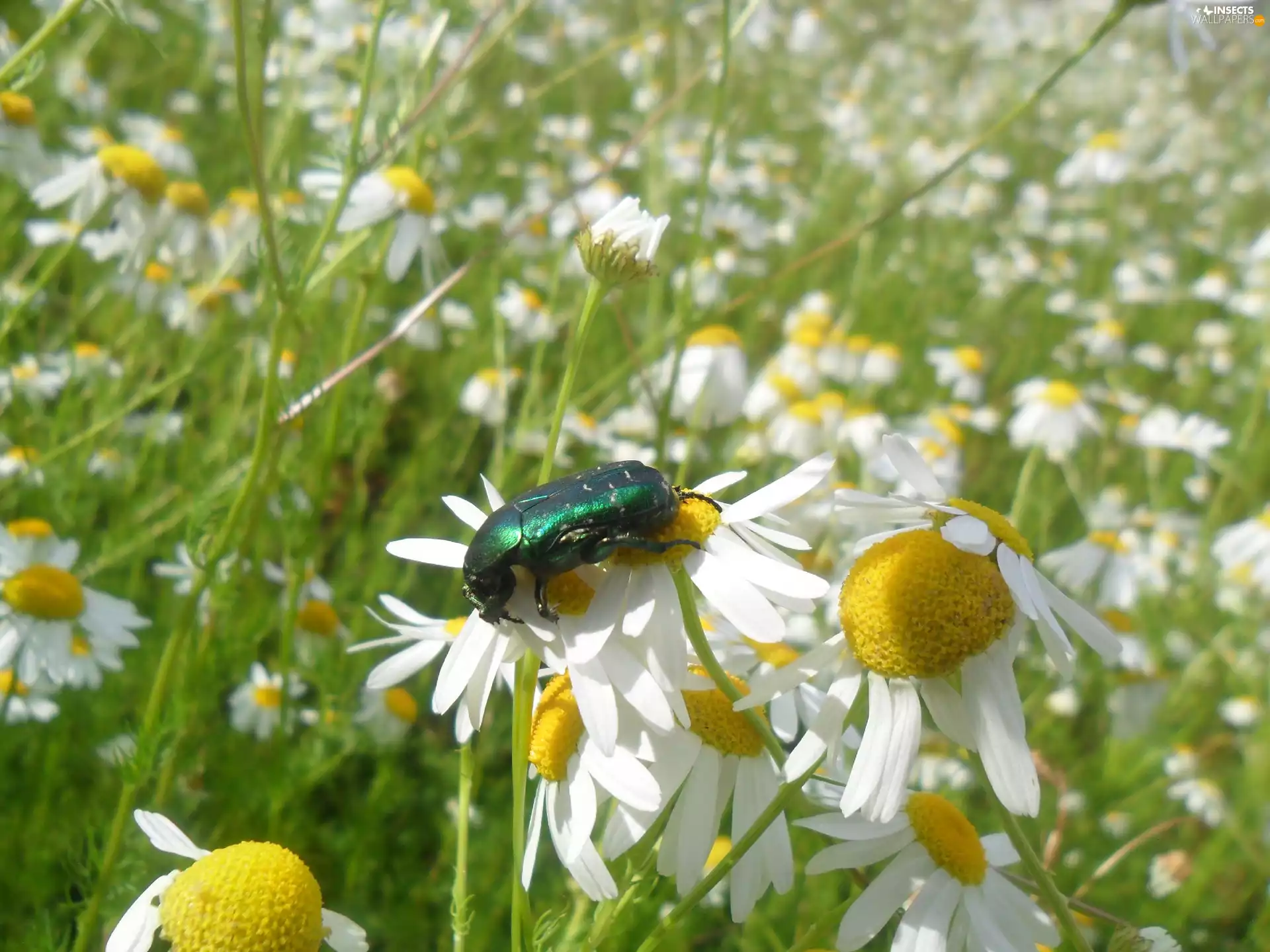 chamomile, cetonia, an
