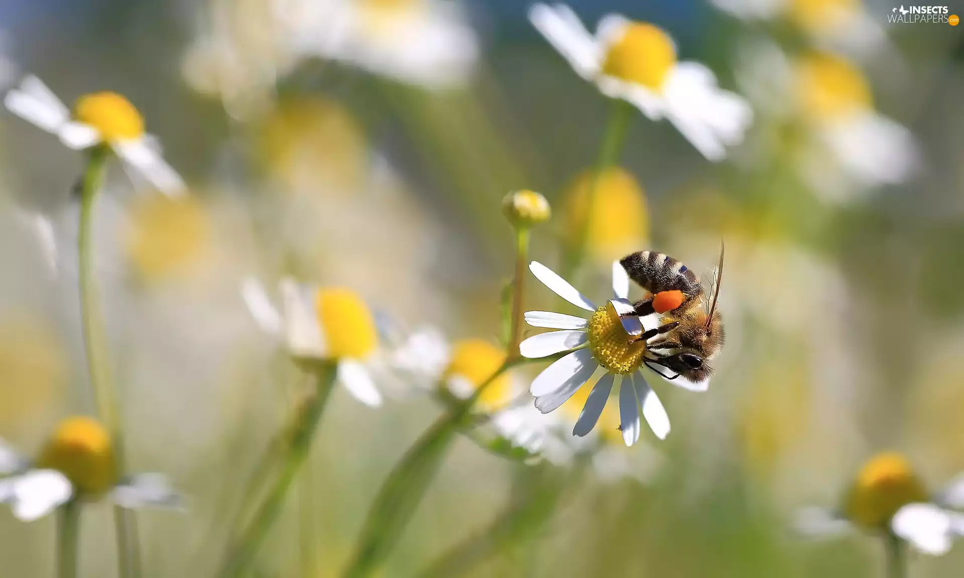 Flowers, bee, Close, chamomile