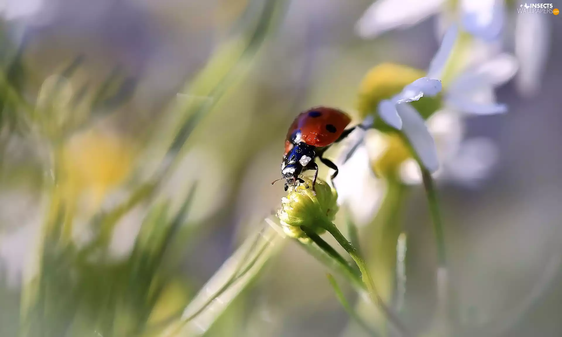 chamomile, ladybird, Flowers