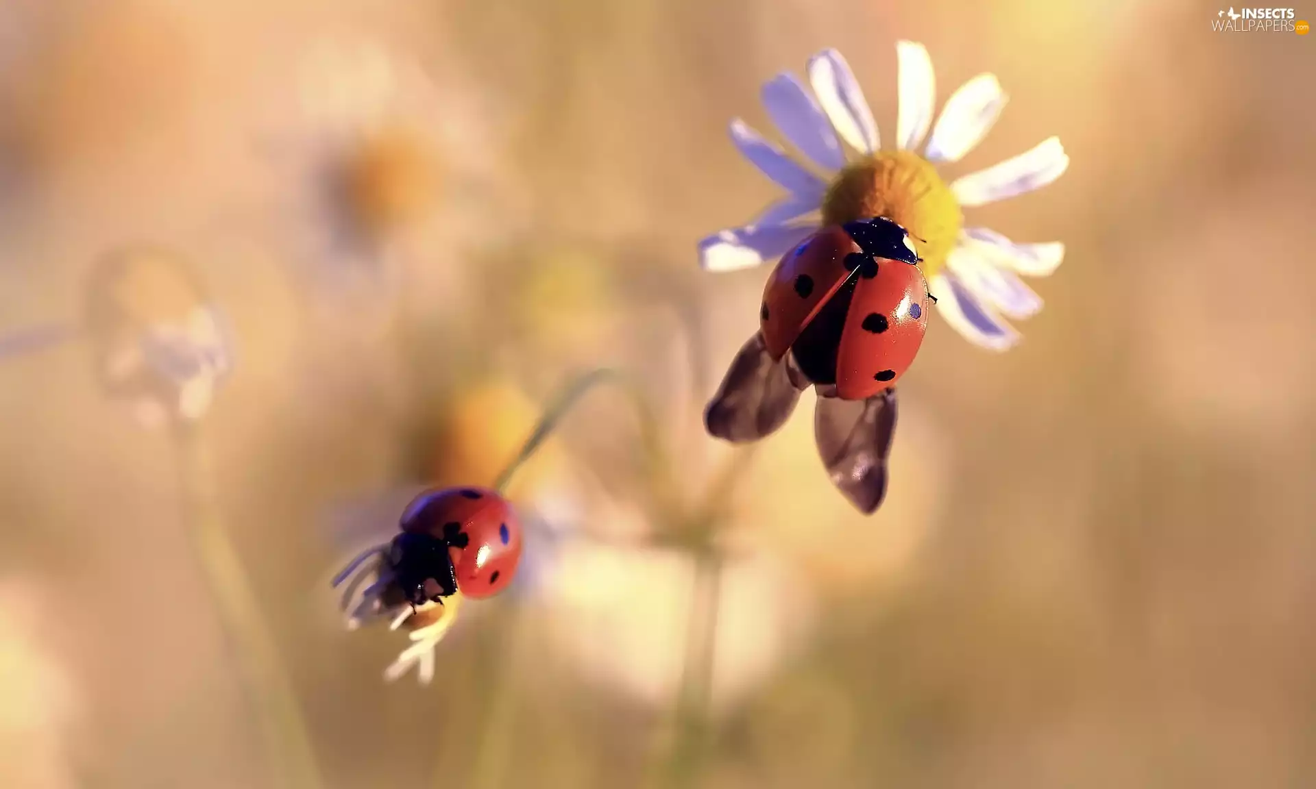 chamomile, ladybugs, Flowers