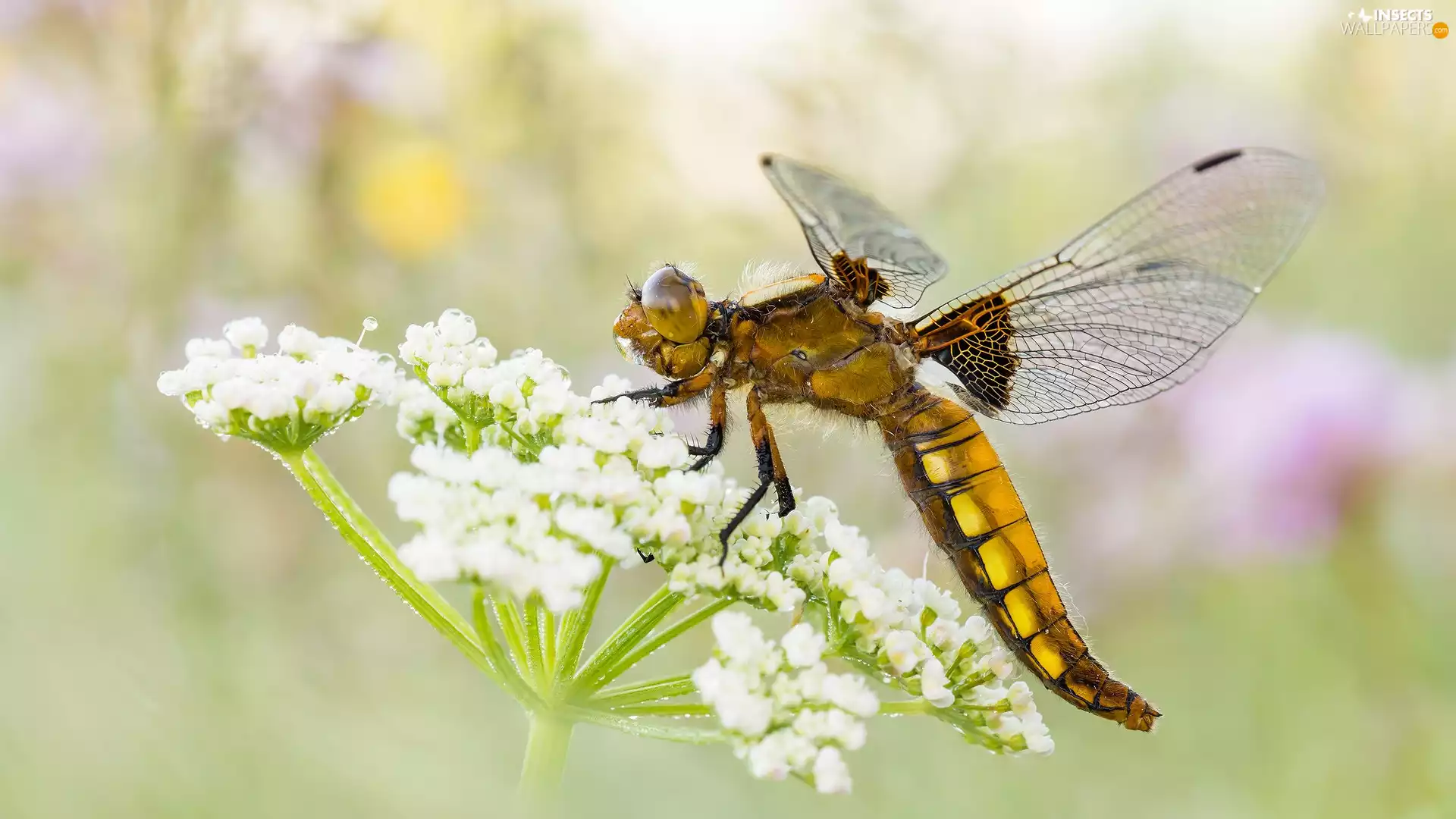 Colourfull Flowers, Close, plant, White, Broad-bodied Chaser