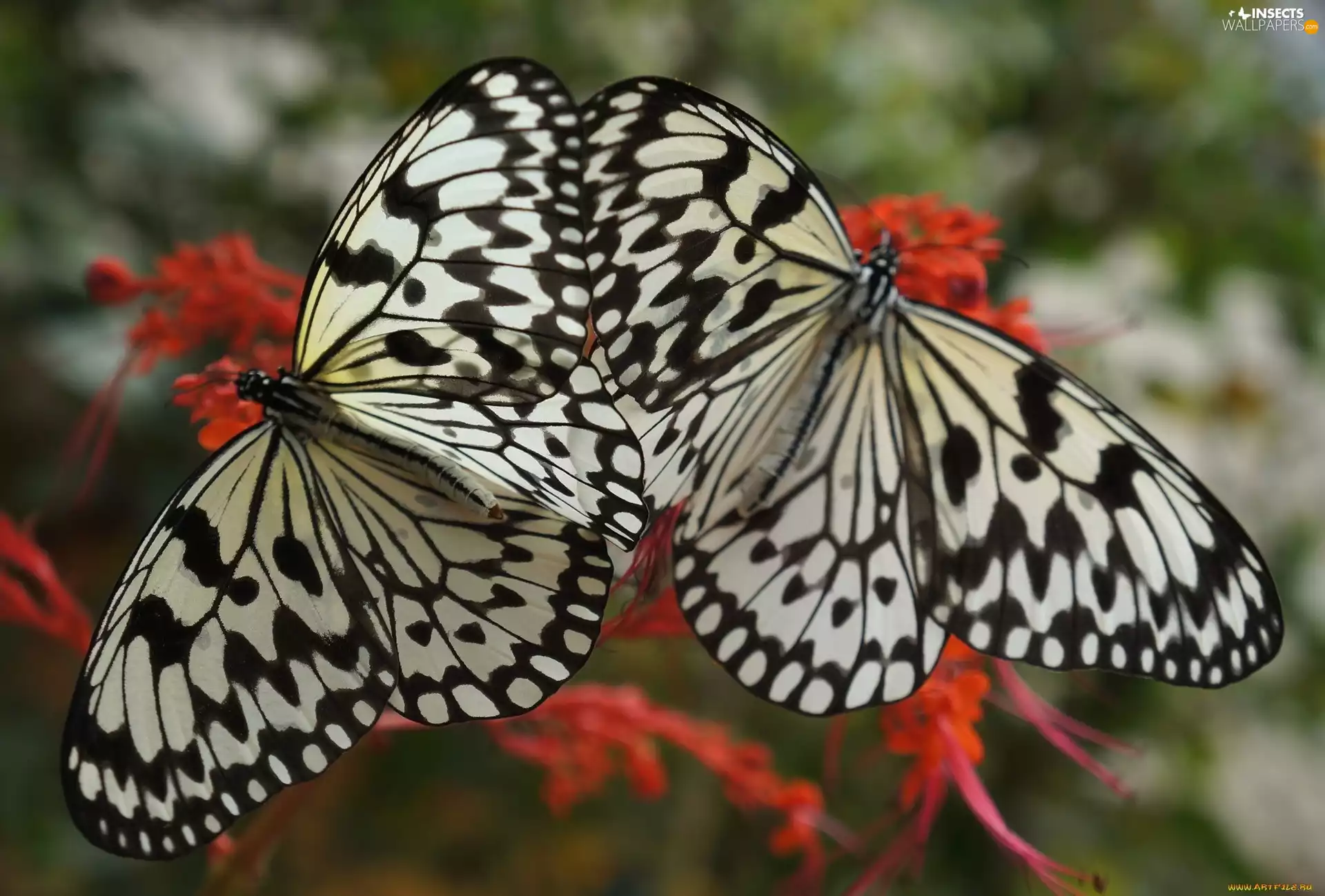 Two cars, marbled chessboard, Flowers, butterflies