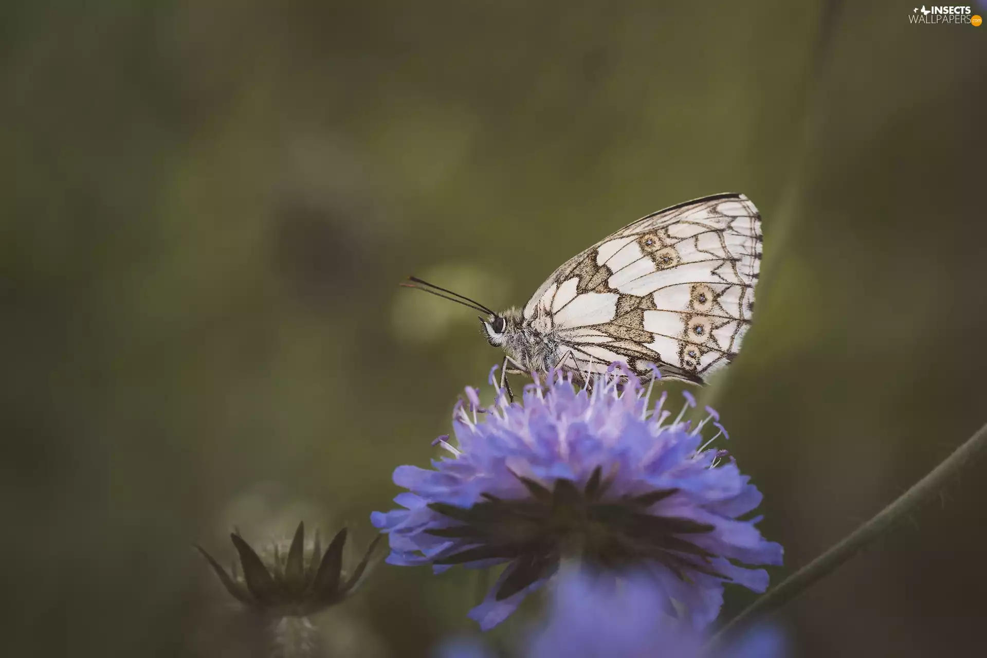 Colourfull Flowers, marbled chessboard, Close, butterfly