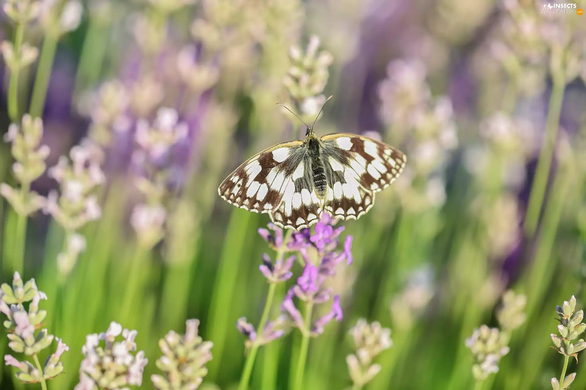 lavender, butterfly, marbled chessboard