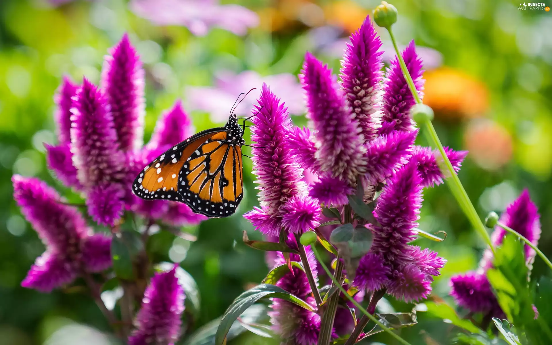 Astilbe, butterfly, Garden, Chinese