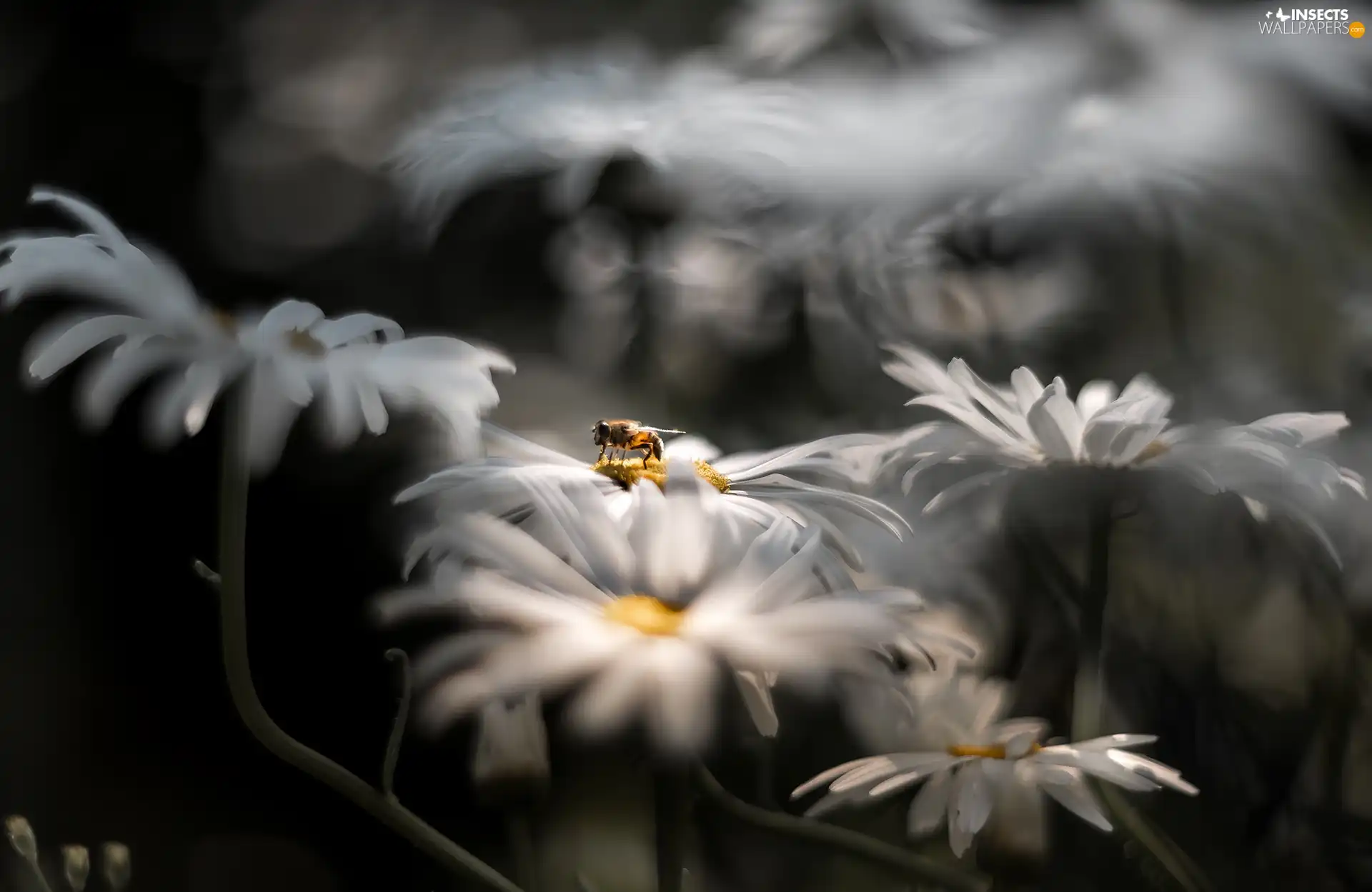 daisy, bee, rapprochement, chrysanthemums