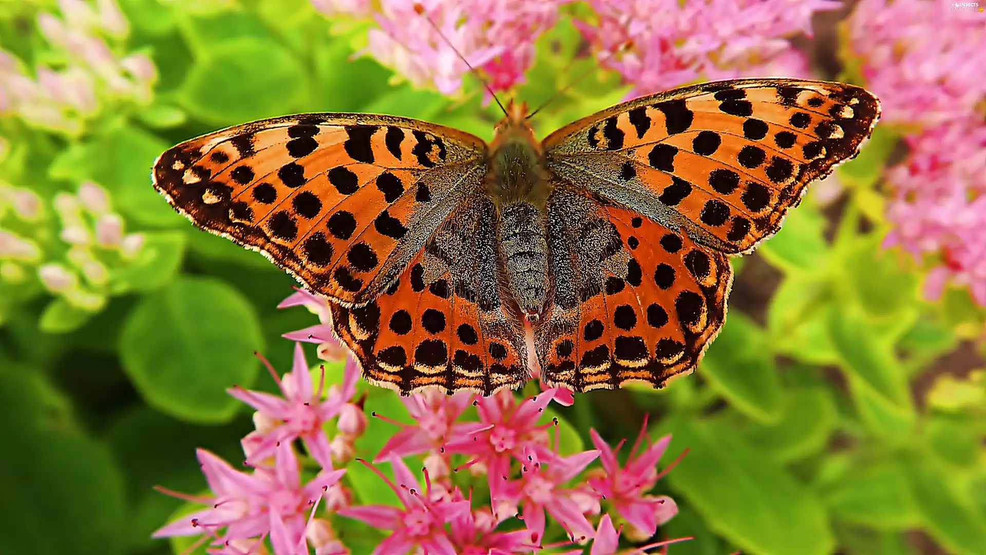 Latonia, butterfly, Flowers, Close, Pink, argynnis
