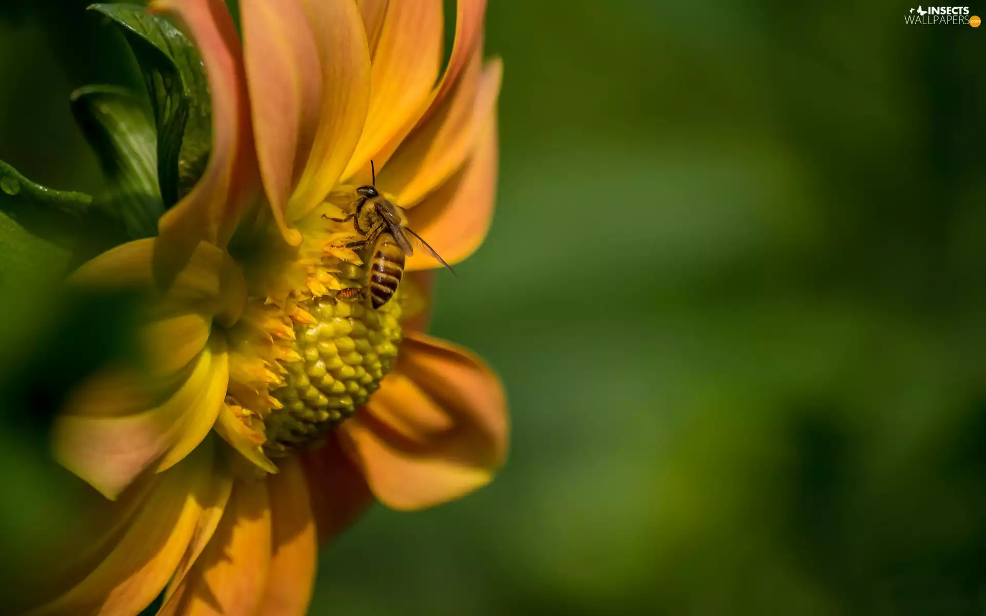Orange, Close, bee, Colourfull Flowers