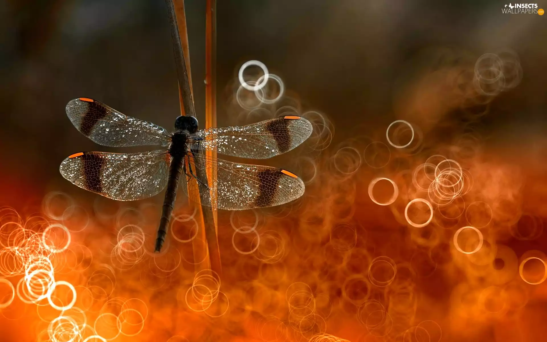 flash, ligh, Bokeh, sun, dragon-fly, luminosity, Close