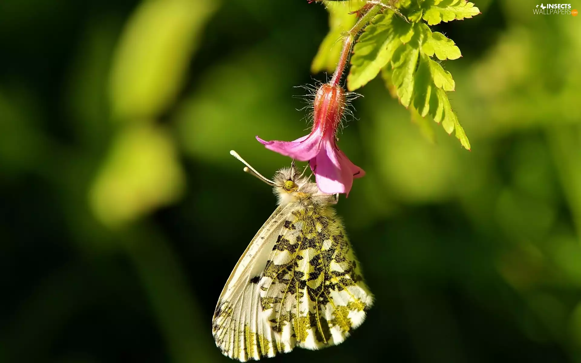 Close, Flower, butterfly
