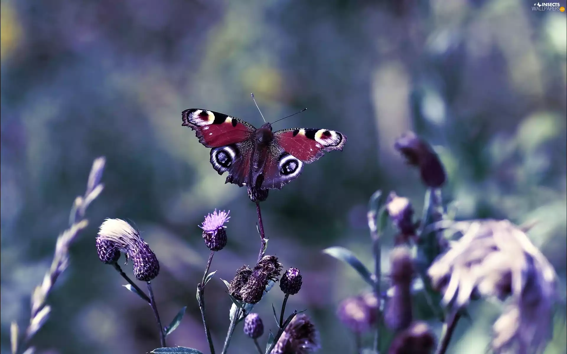 io, Close, butterfly, undine, Thistles